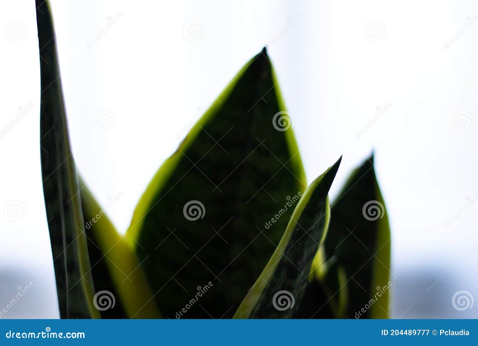 snake plant close-up on blurred background