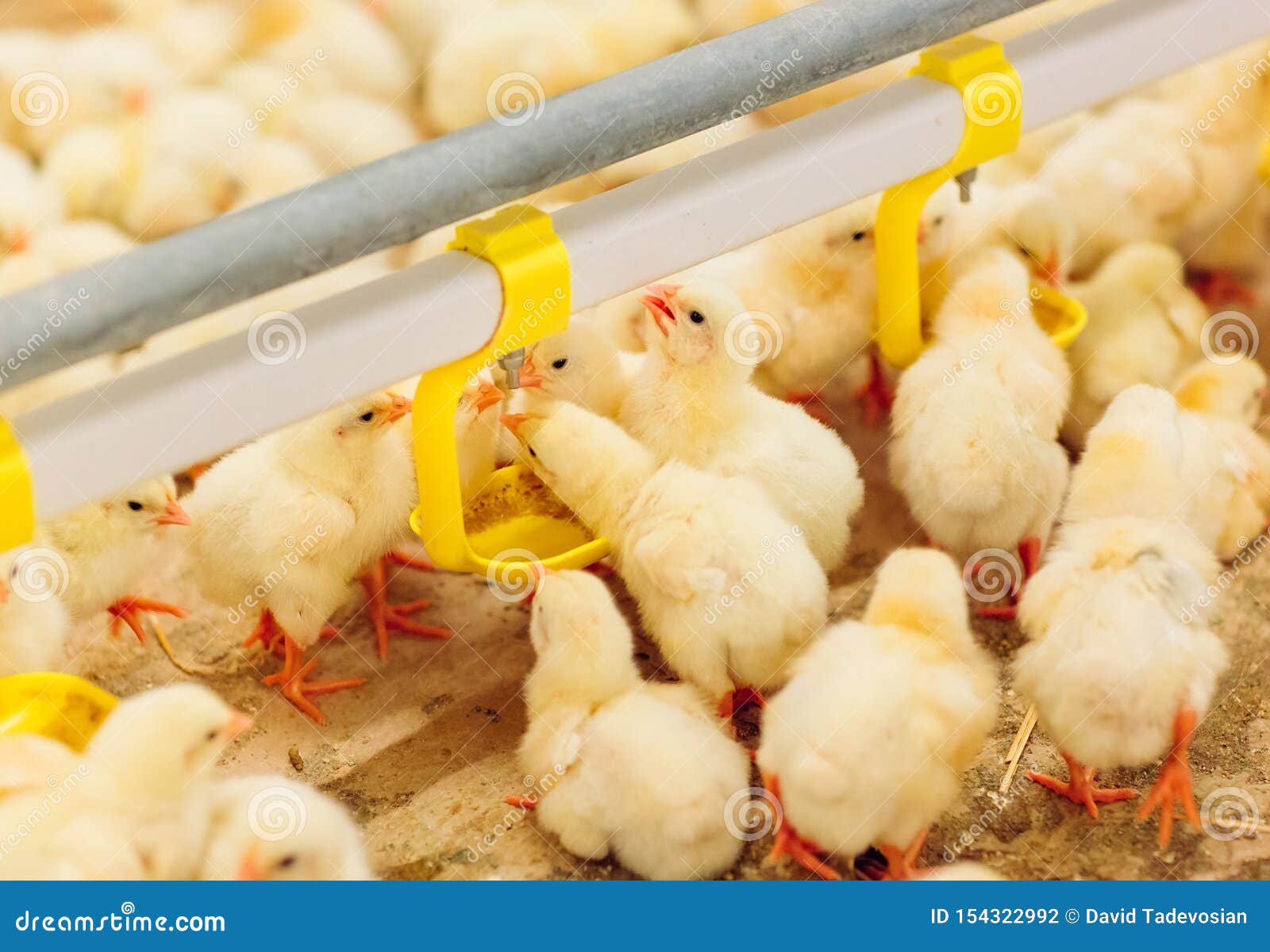 indoors chicken farm, chicken feeding, farm for growing broiler chickens