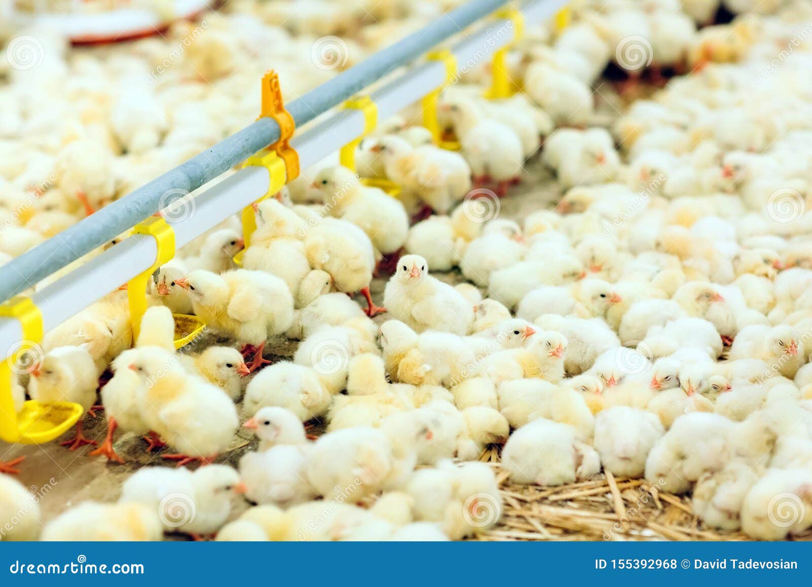 Indoors Chicken Farm, Chicken Feeding, Large Egg Production Stock Photo