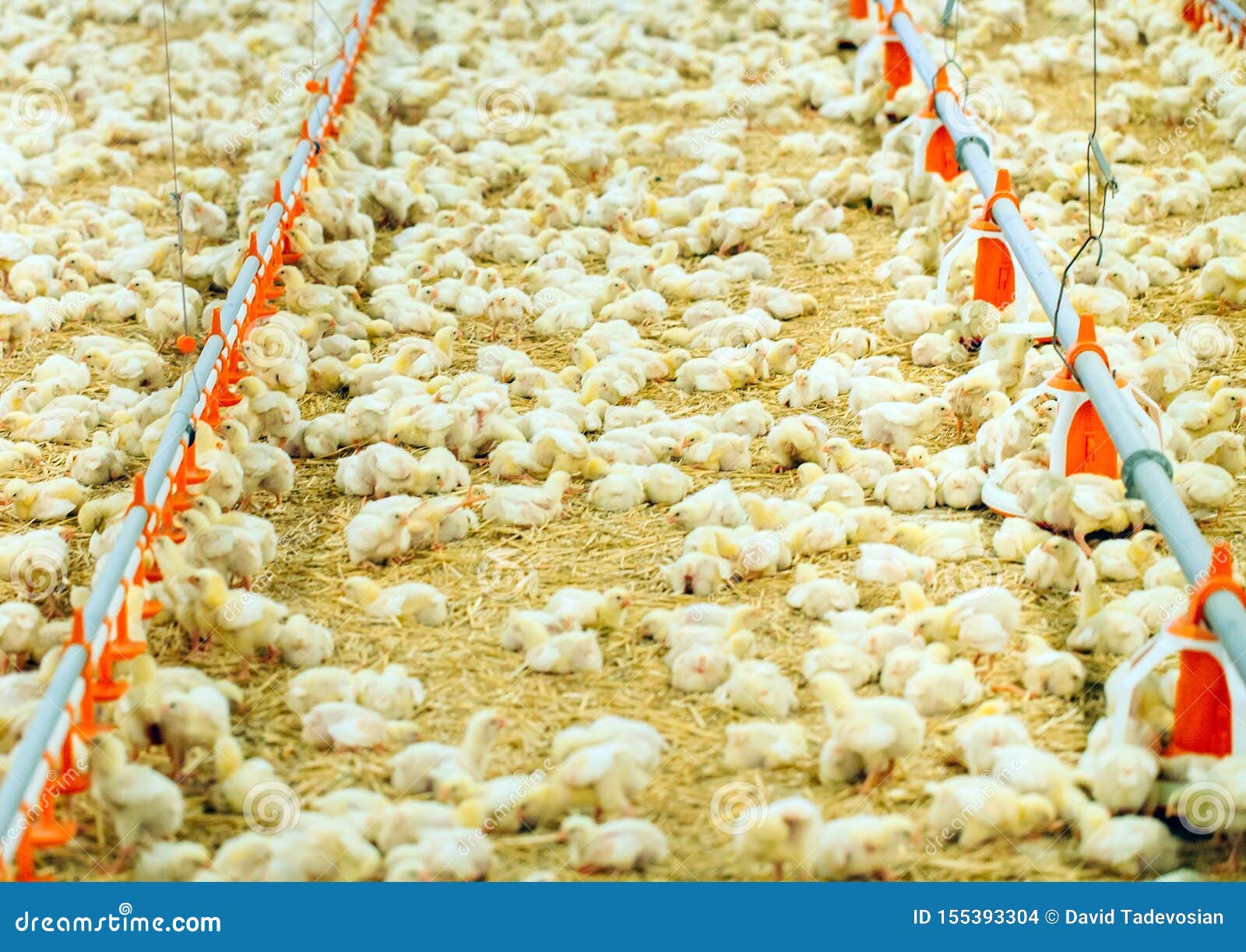Indoors Chicken Farm, Chicken Feeding, Large Egg Production Stock Photo