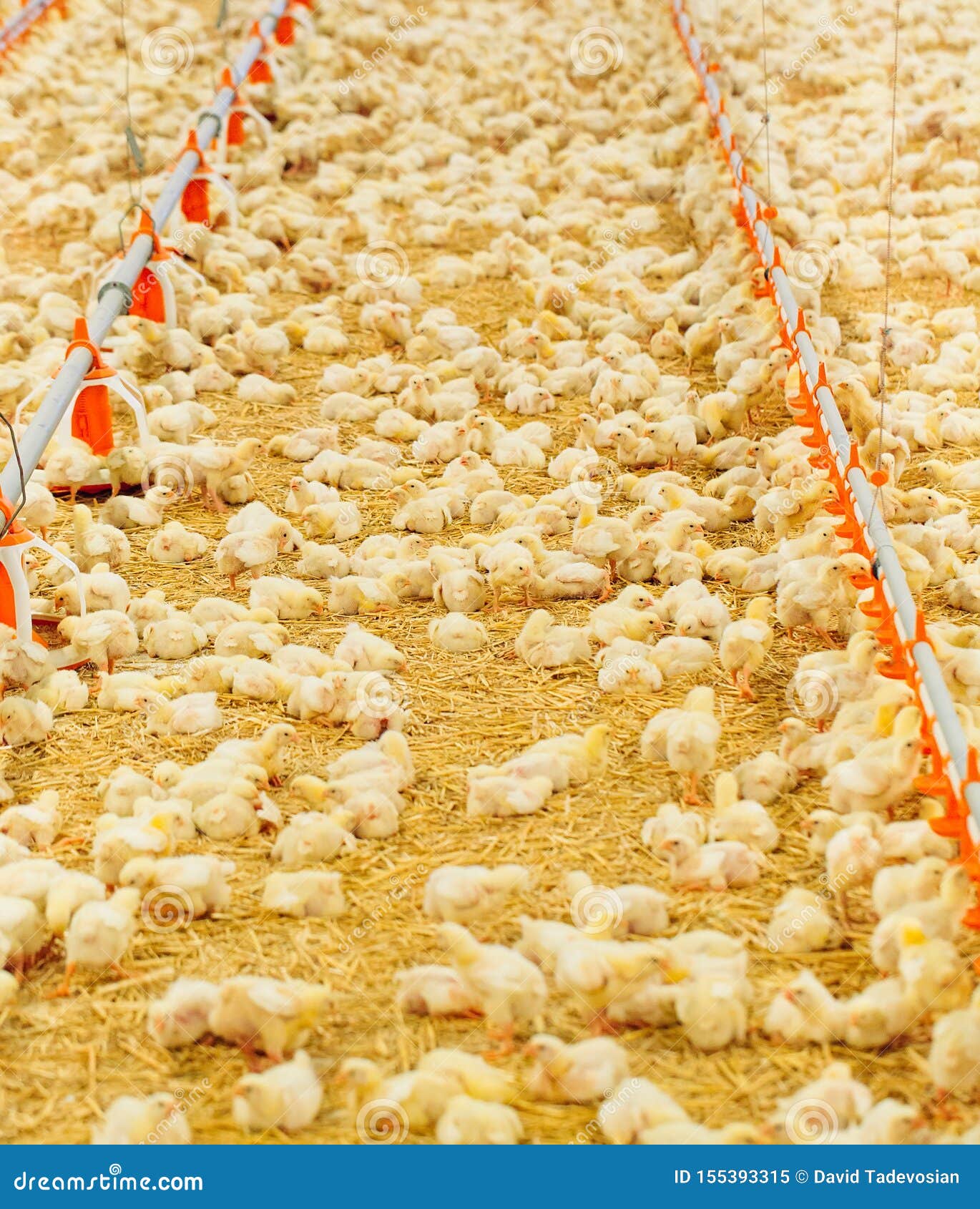 Indoors Chicken Farm, Chicken Feeding, Large Egg Production Stock Image