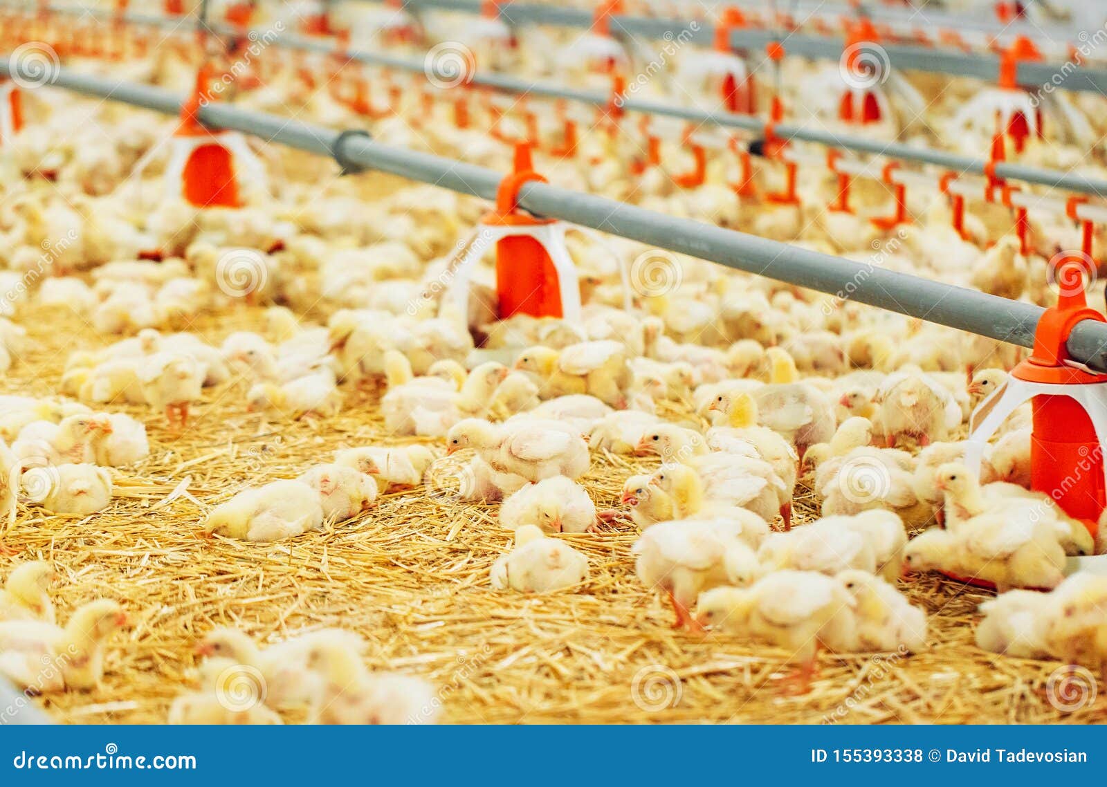 Indoors Chicken Farm, Chicken Feeding, Large Egg Production Stock Photo