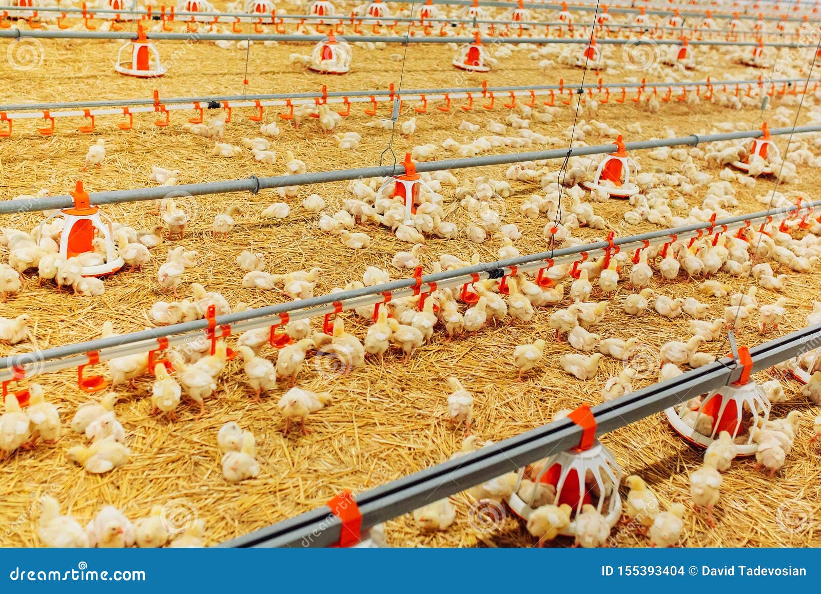 Indoors Chicken Farm, Chicken Feeding, Large Egg Production Stock Photo