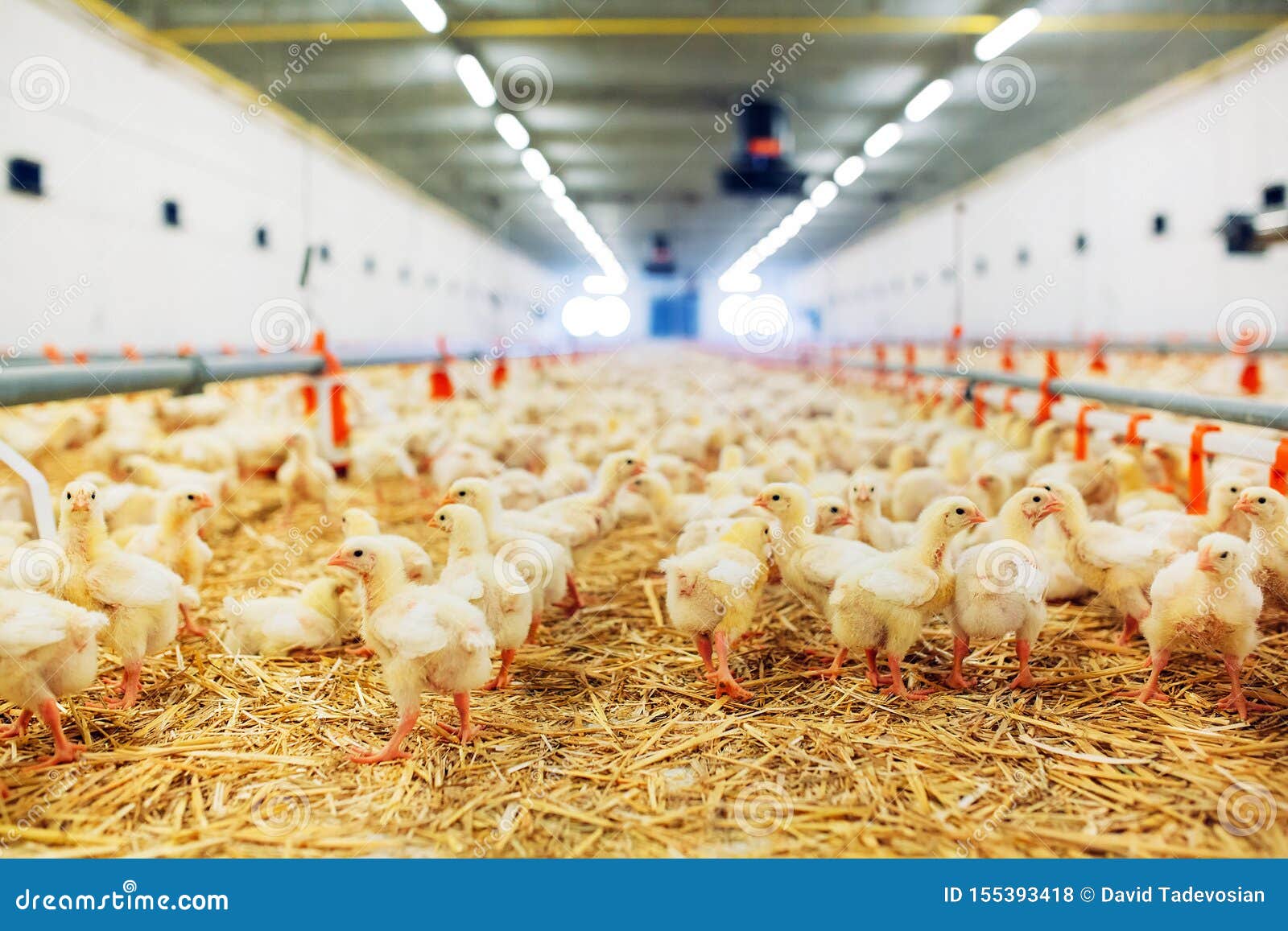 Indoors Chicken Farm, Chicken Feeding, Large Egg Production Stock Photo