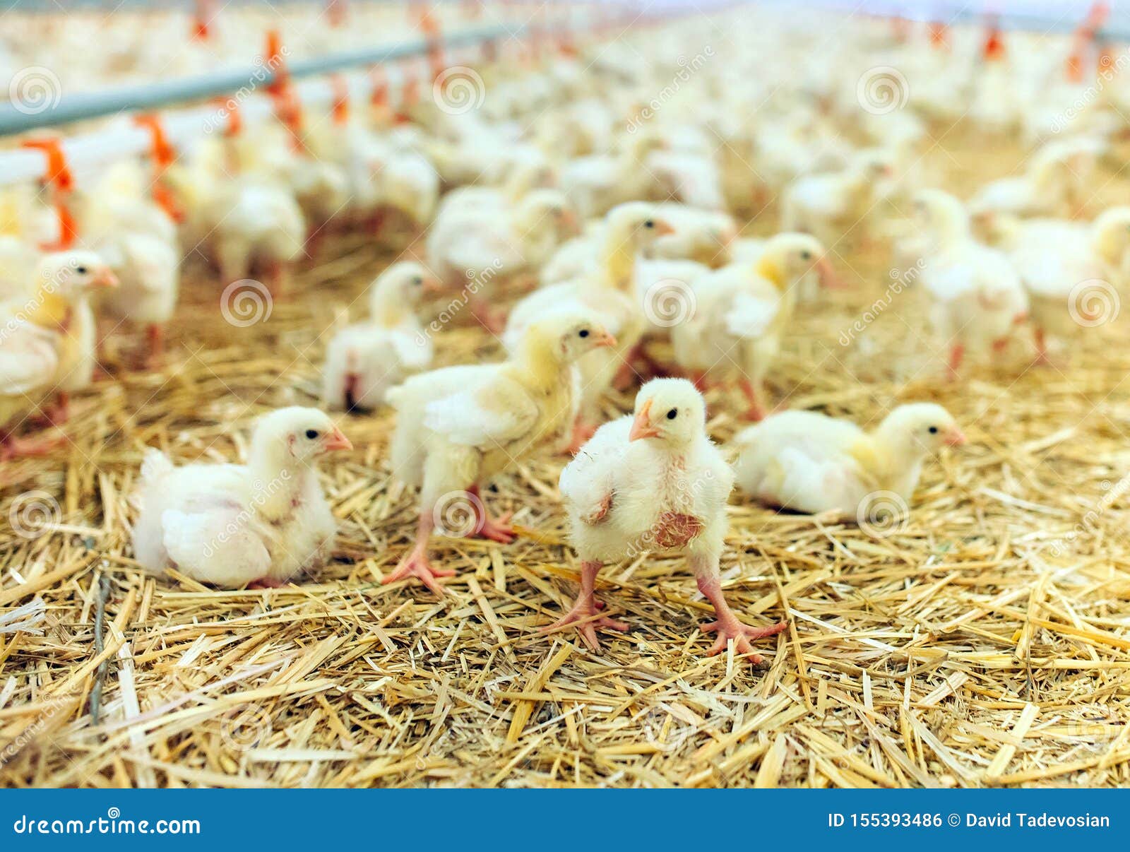Indoors Chicken Farm, Chicken Feeding, Large Egg Production Stock Photo