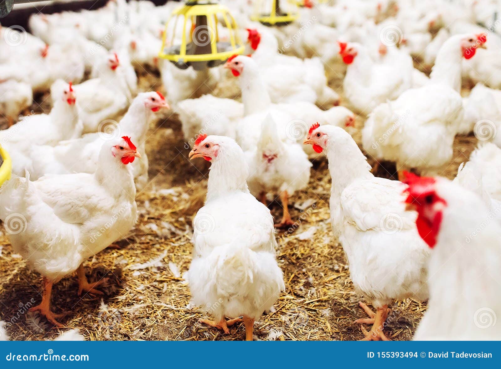 Indoors Chicken Farm, Chicken Feeding, Large Egg Production Stock Photo