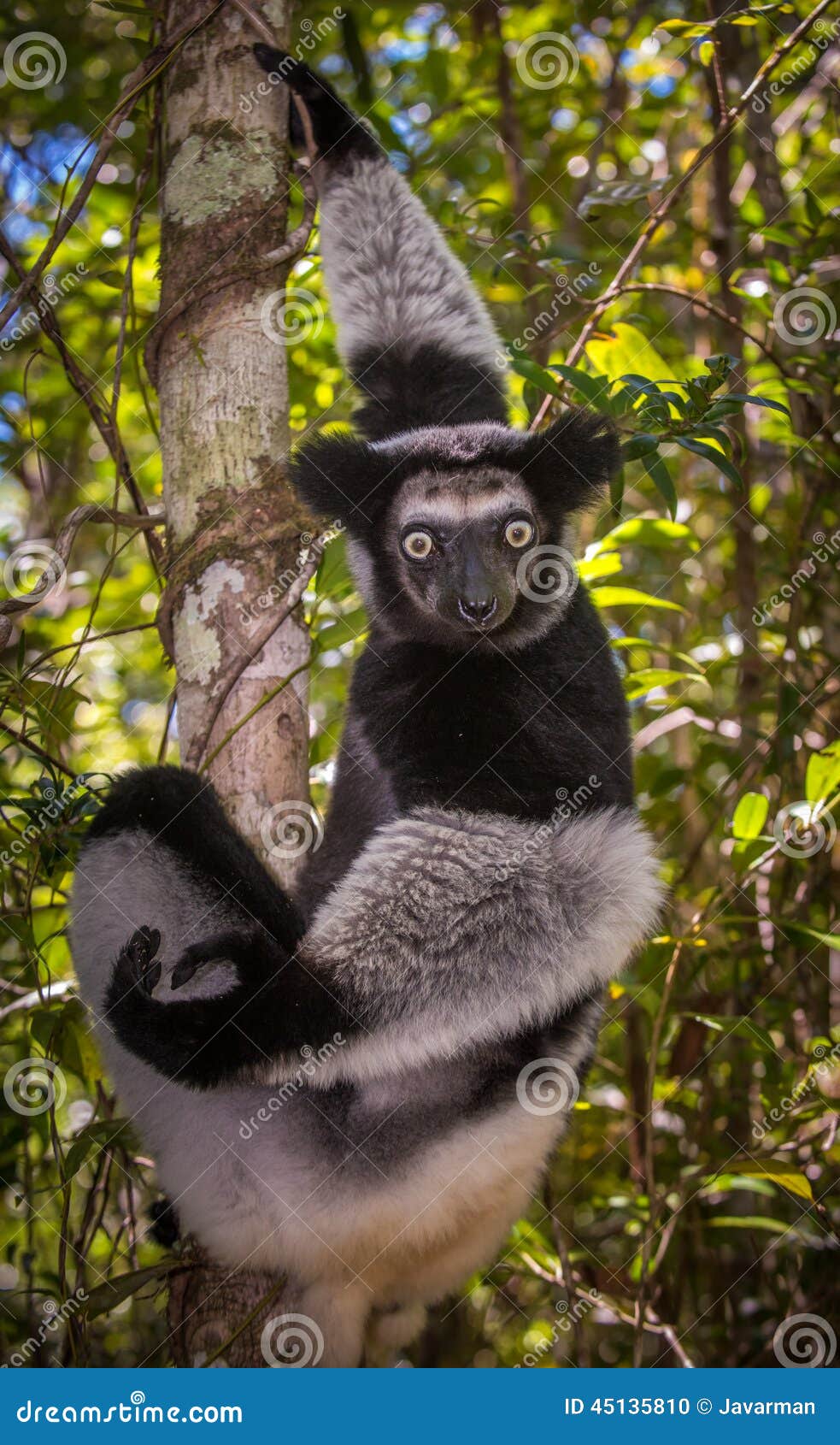 indri, the largest lemur of madagascar