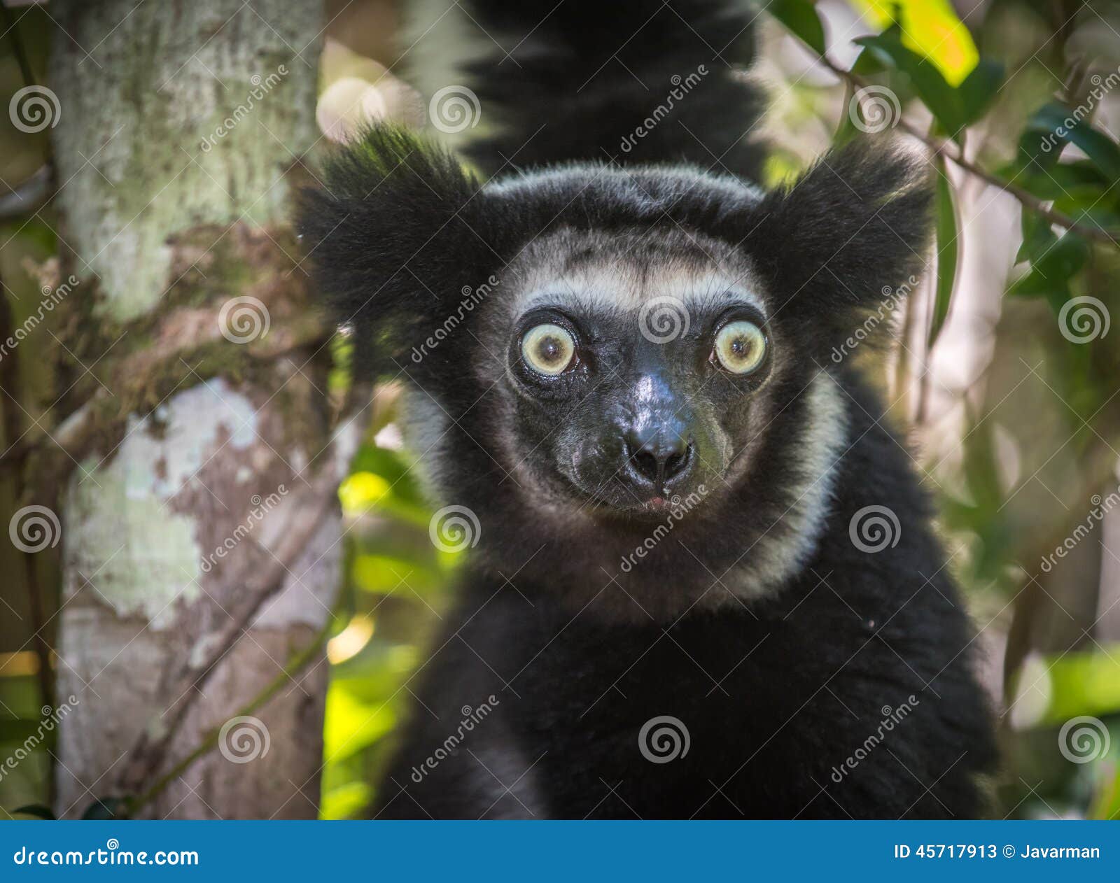 indri, the largest lemur of madagascar