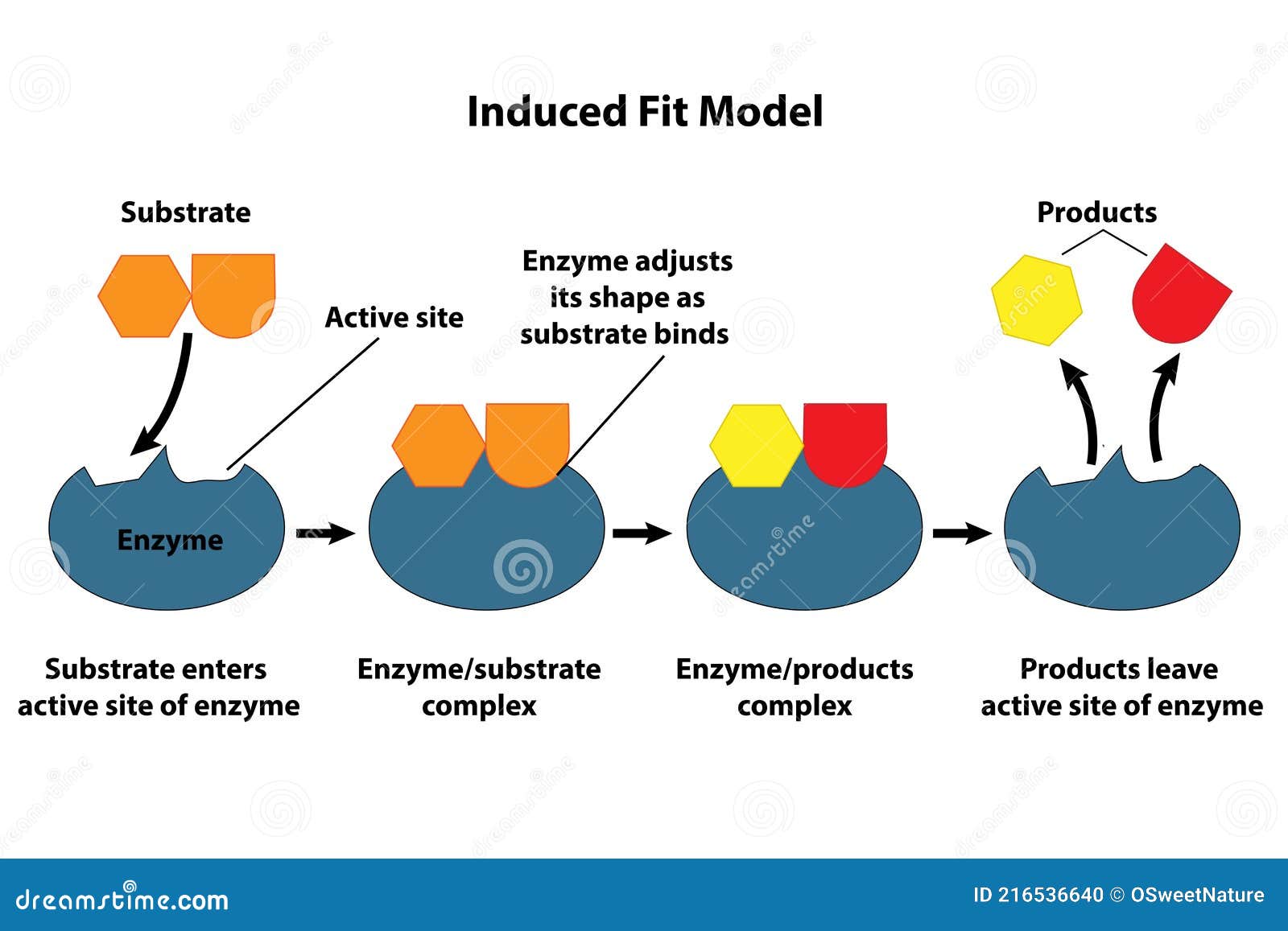 induced fit model of catalysis