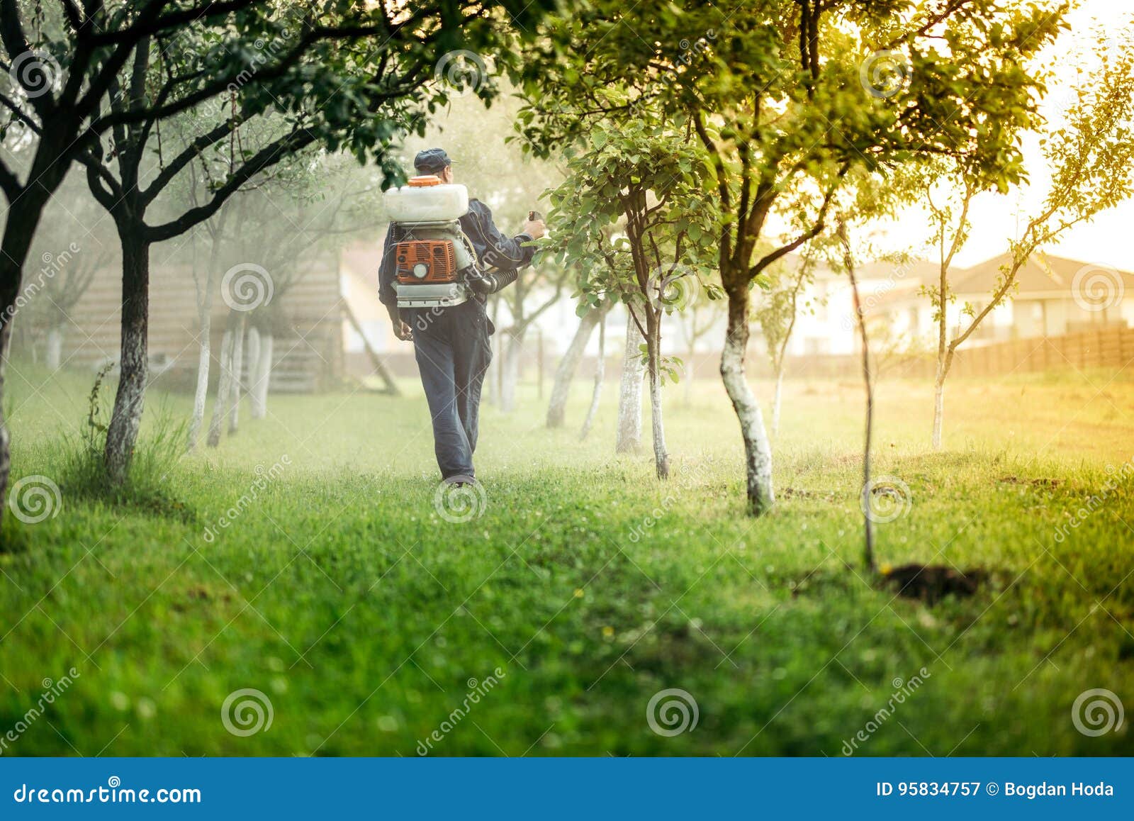 industrial agricultural - farmer spraying toxic substances in fruit orchard for treatment