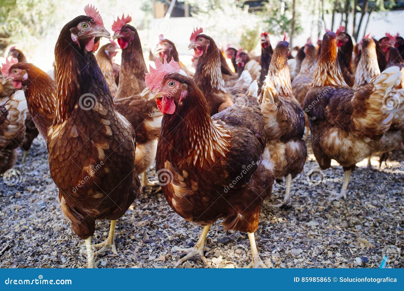 Industrial chicken hen stock image. Image of automated 85985865