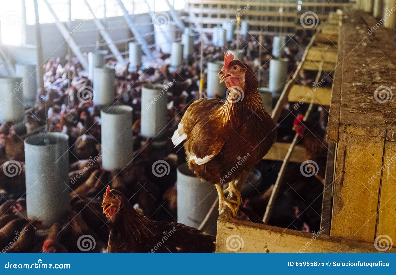 Industrial chicken hen stock image. Image of agriculture 85985875