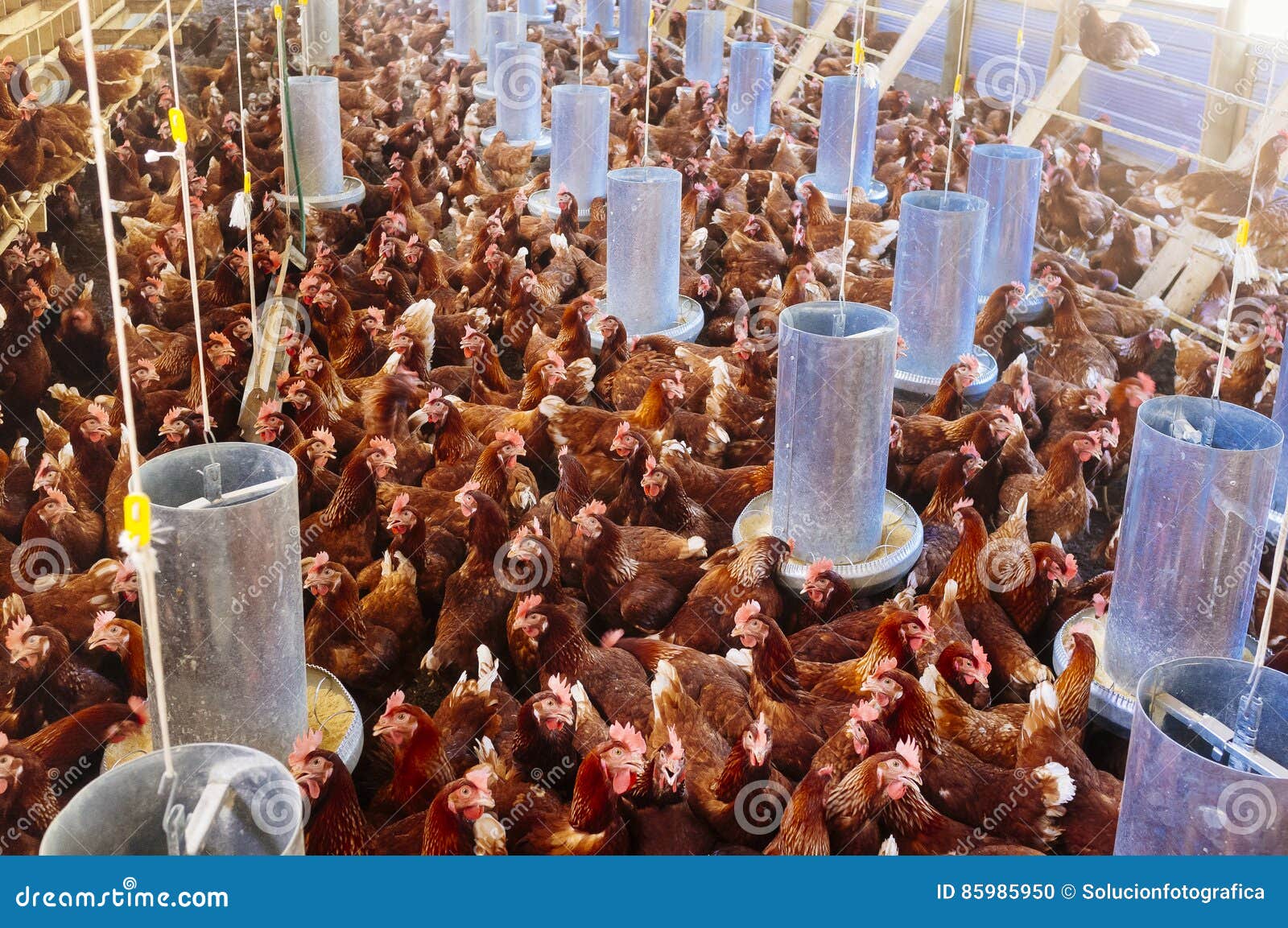 Industrial chicken hen stock photo. Image of industry 85985950
