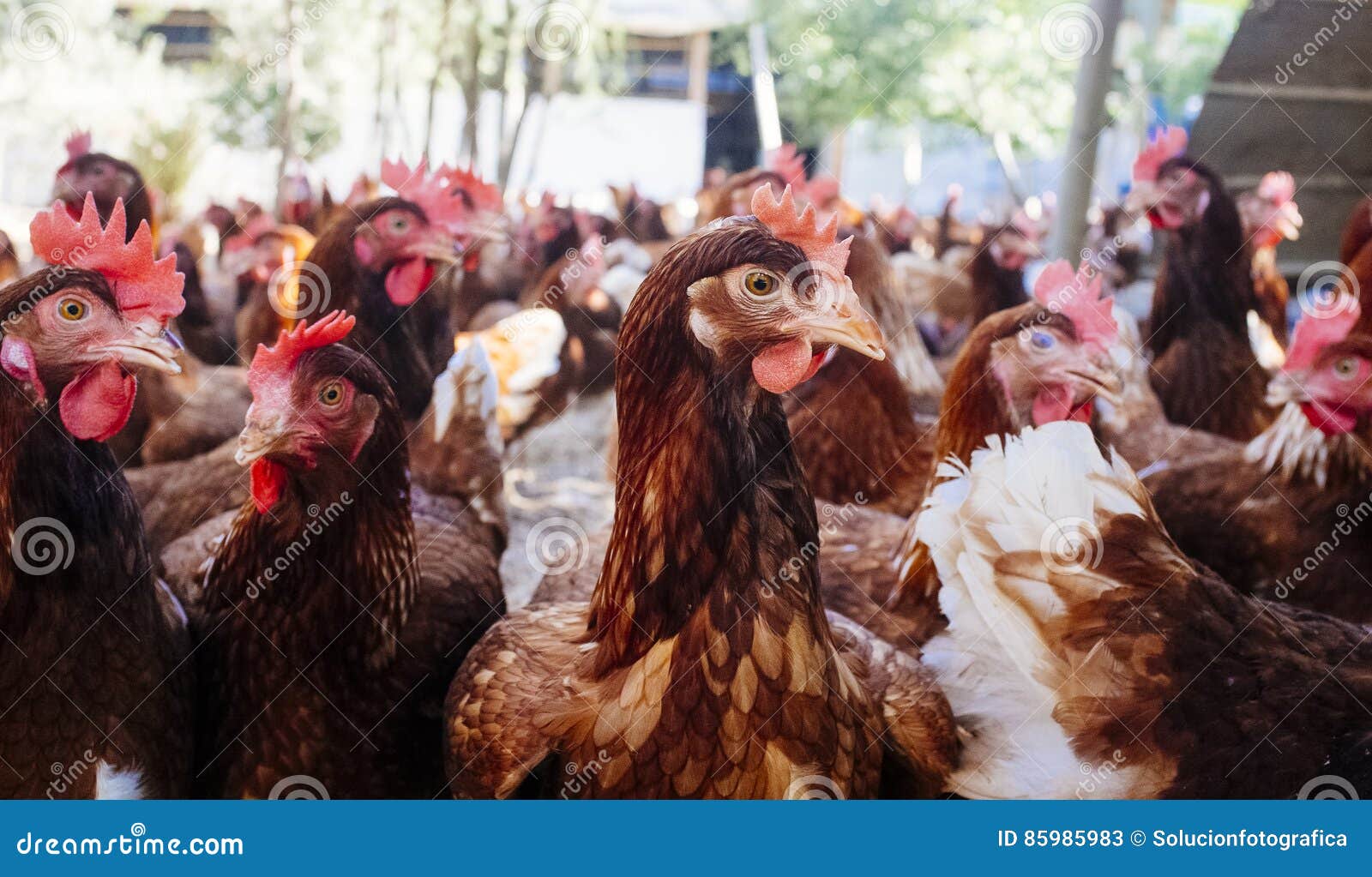 Industrial chicken hen stock image. Image of country 85985983