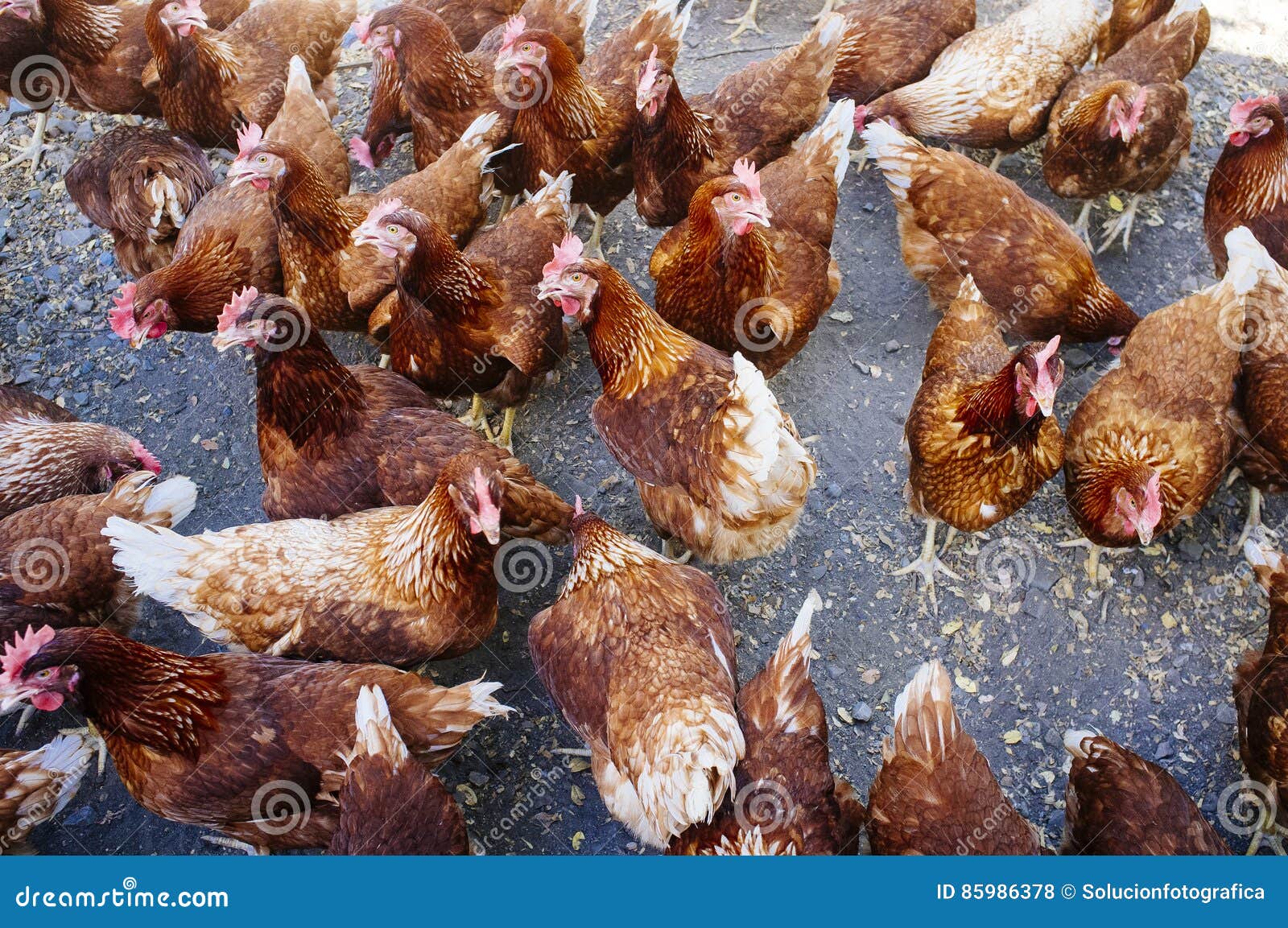Industrial chicken hen stock photo. Image of country 85986378