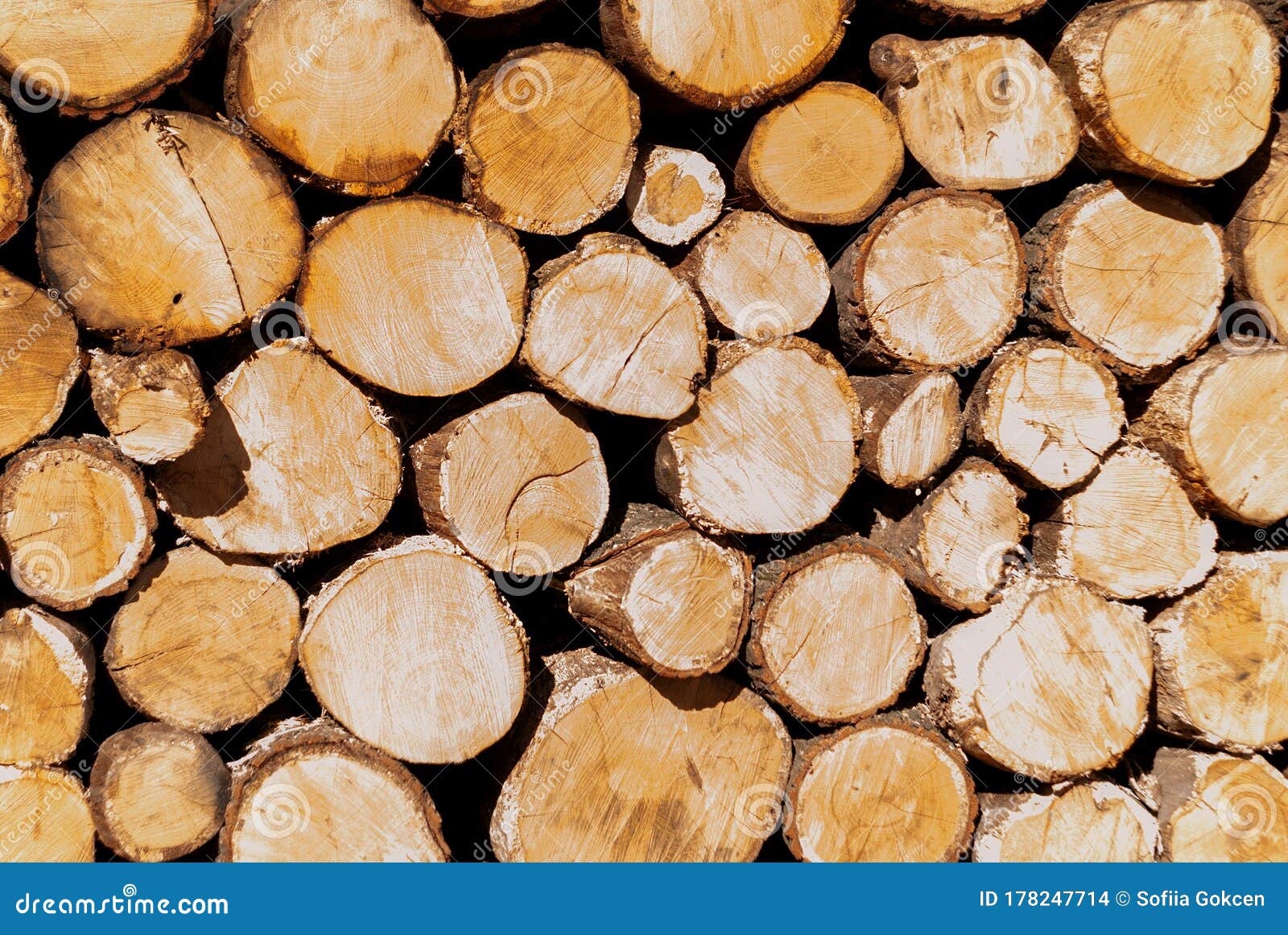 industrial deforestation: a wall of sawn trees