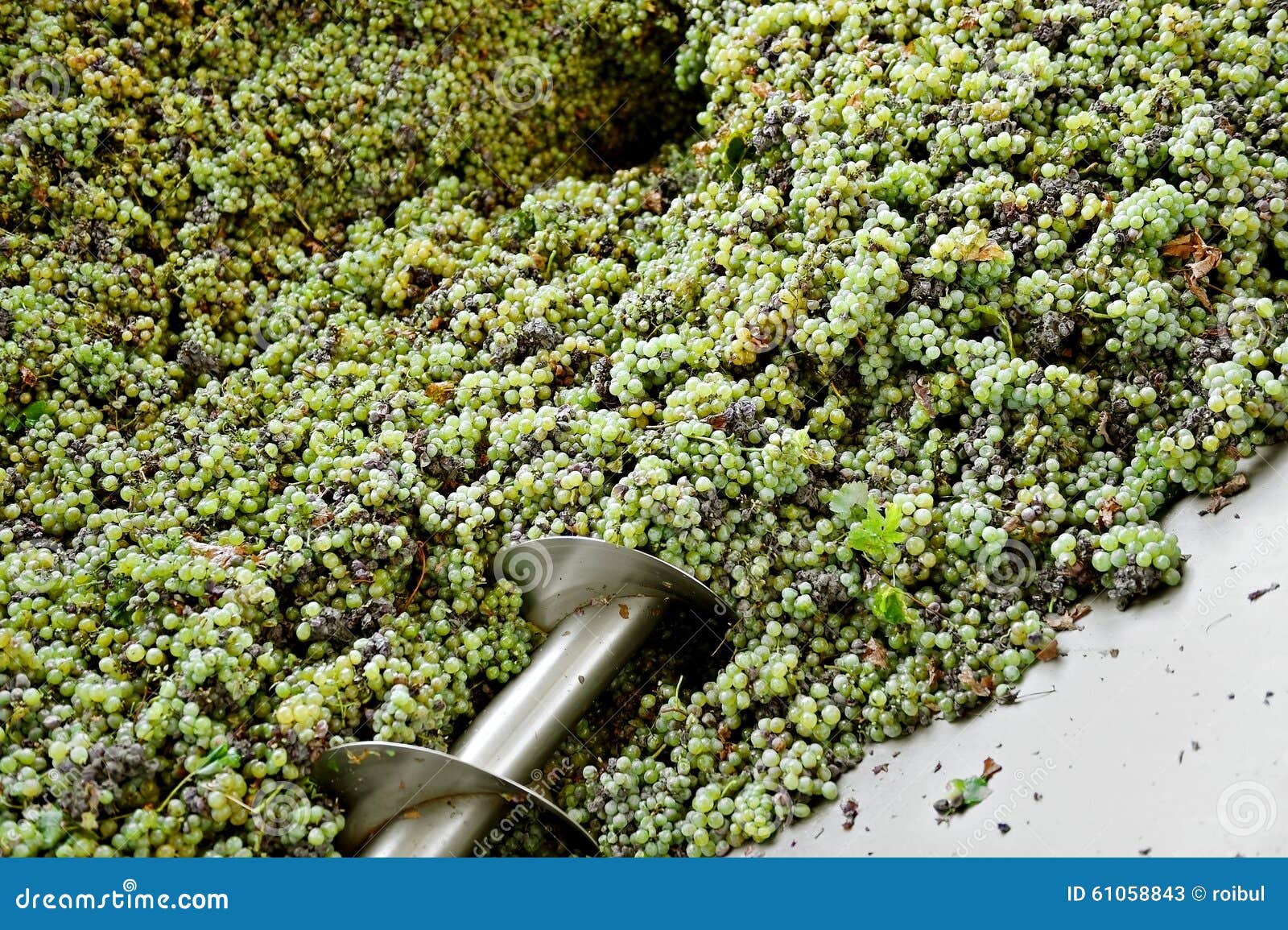 Industrial Grapes Processing Stock Image Image of fruit, factory