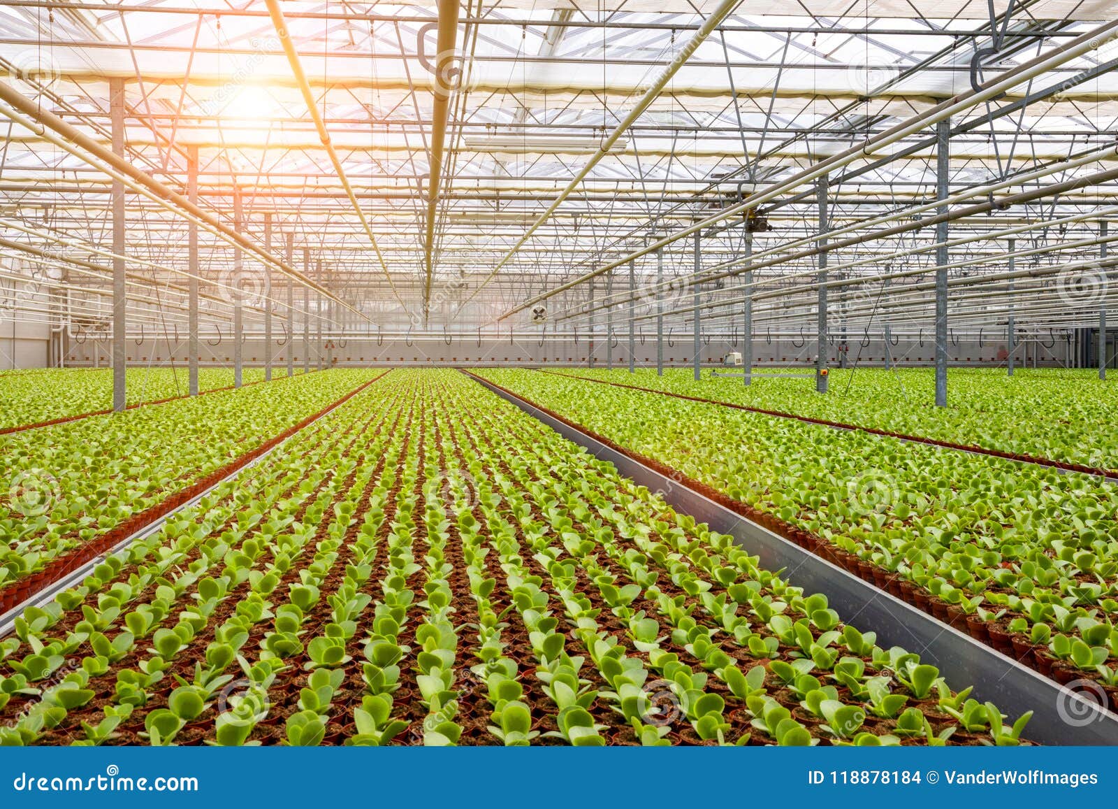 Industrial Greenhouse Cultivation. Stock Photo Image of cultivate