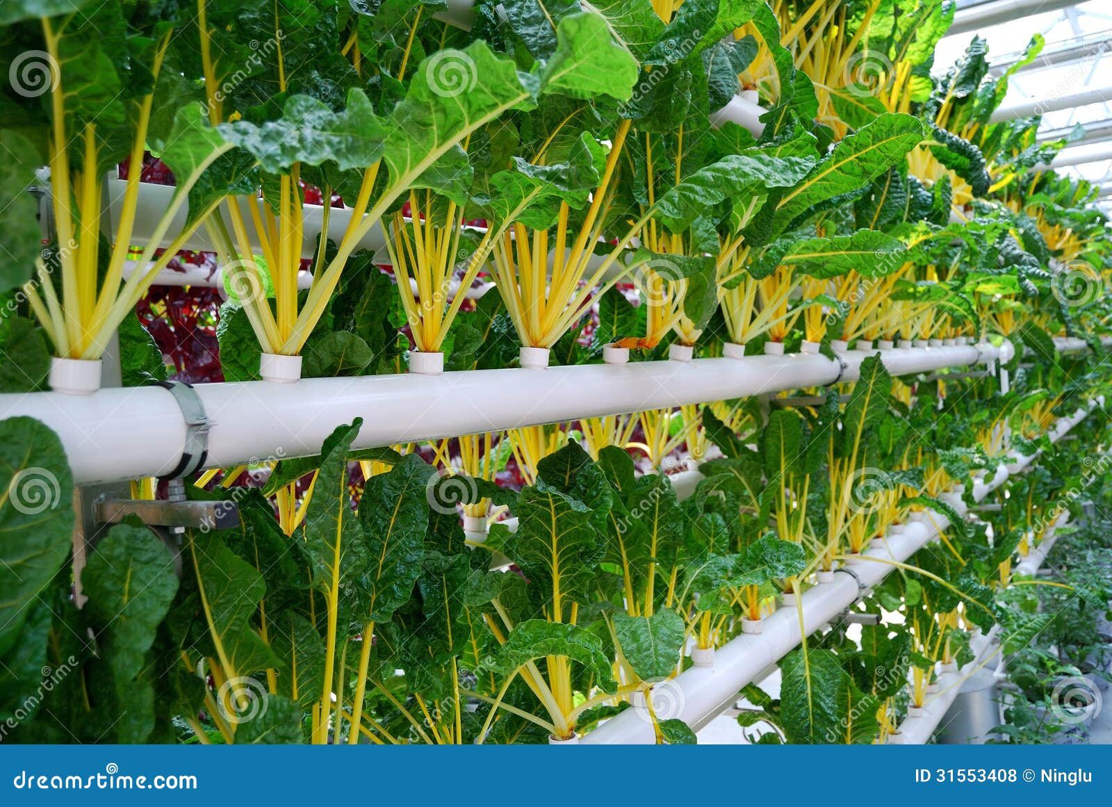 Industrial Greenhouse for Growing Beet Stock Photo Image of macro