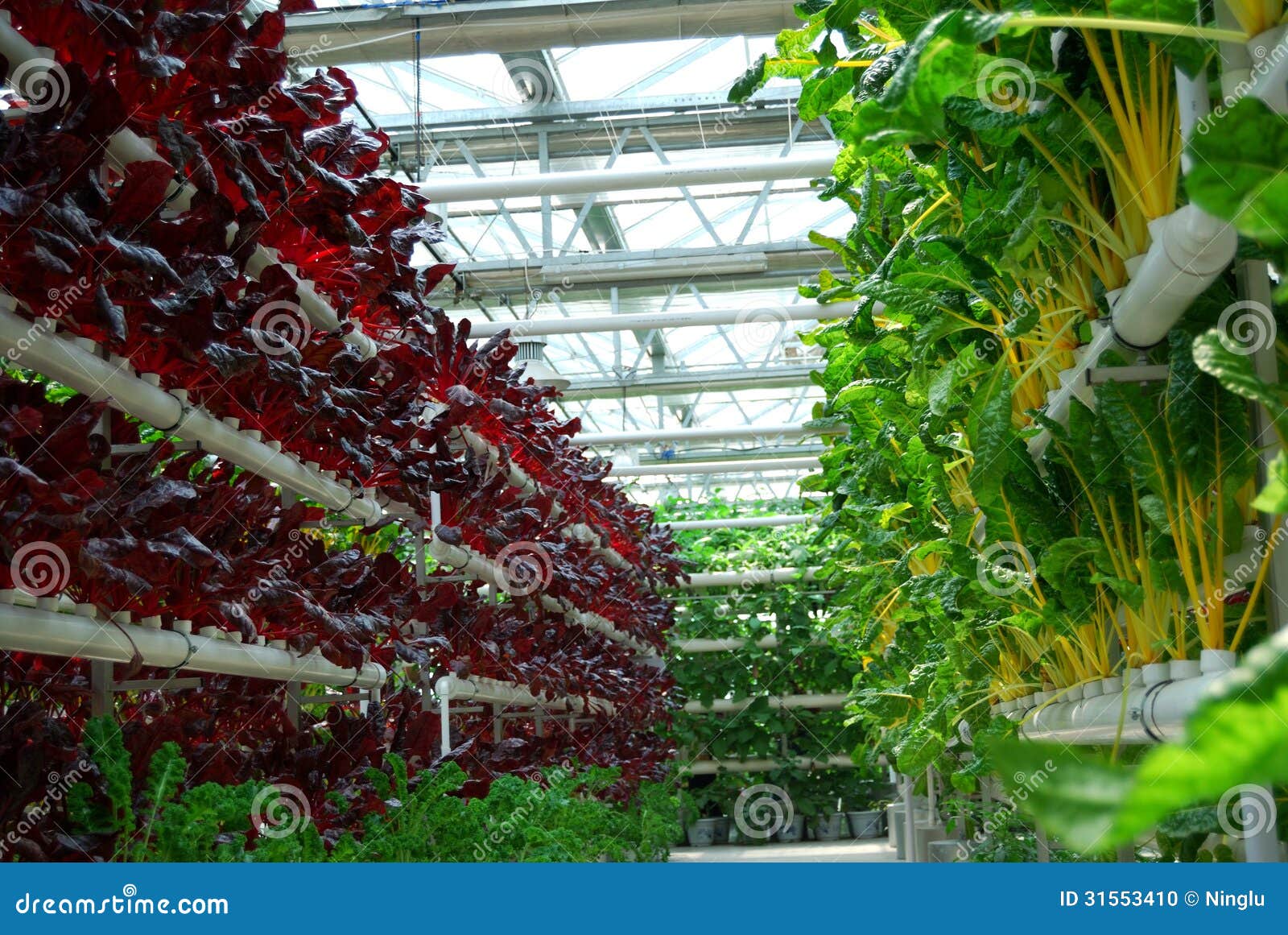 Growing Beet Seedlings. Young, Sprouted Beet Growing In Open Ground