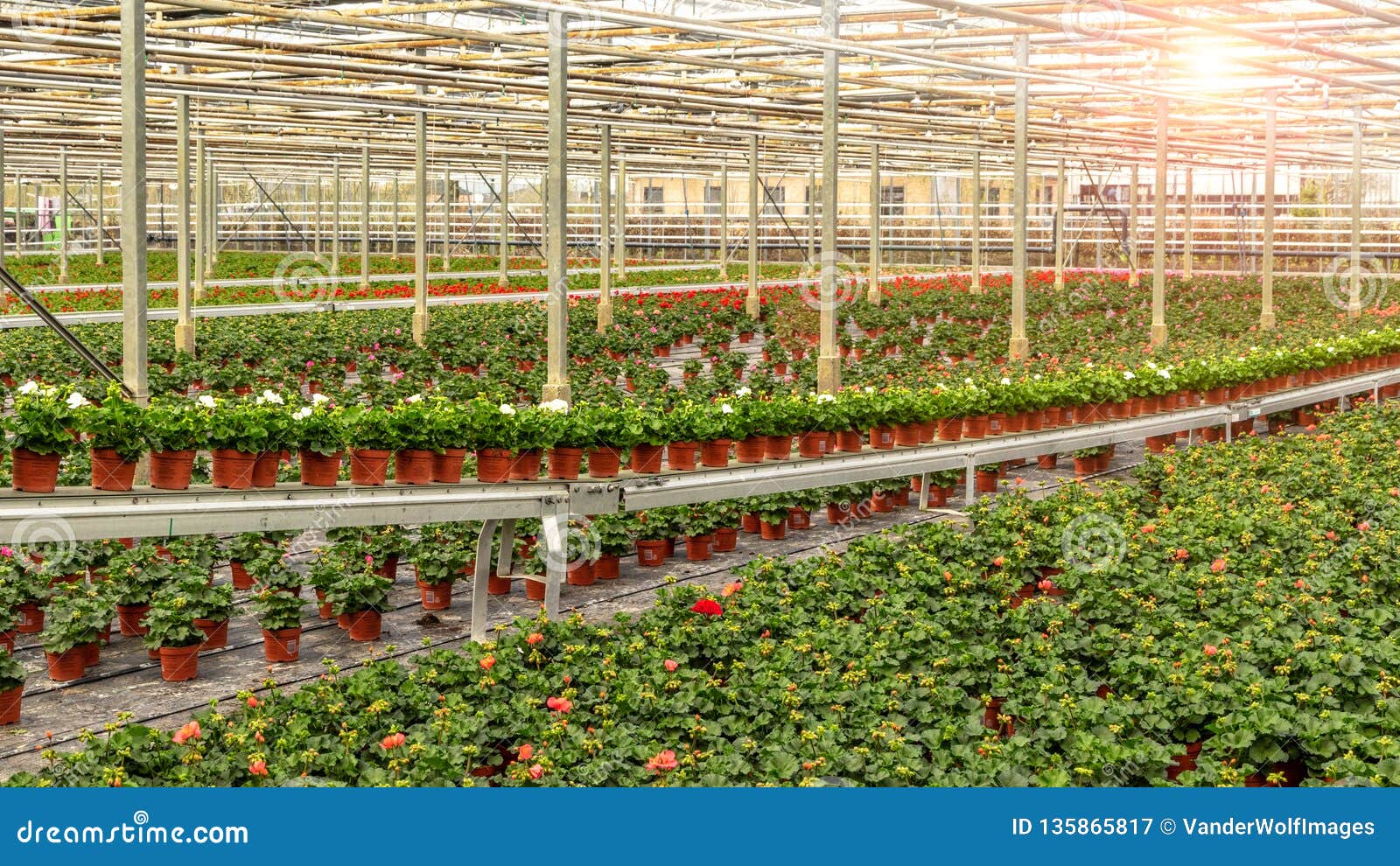 Industrial Greenhouse Cultivation Stock Image Image of botany