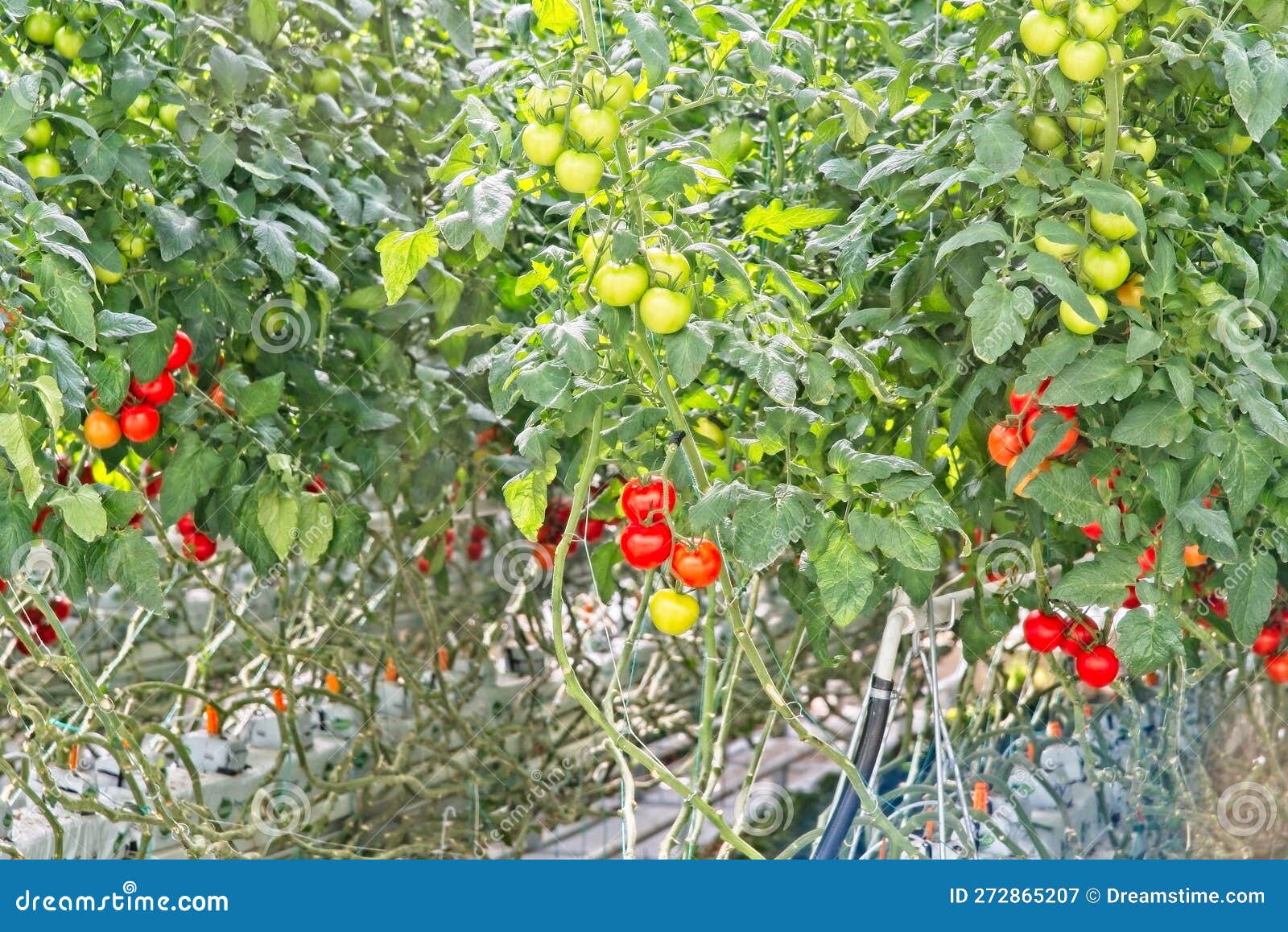 Industrial Greenhouse Tomatoes Growing Stock Image Image of field