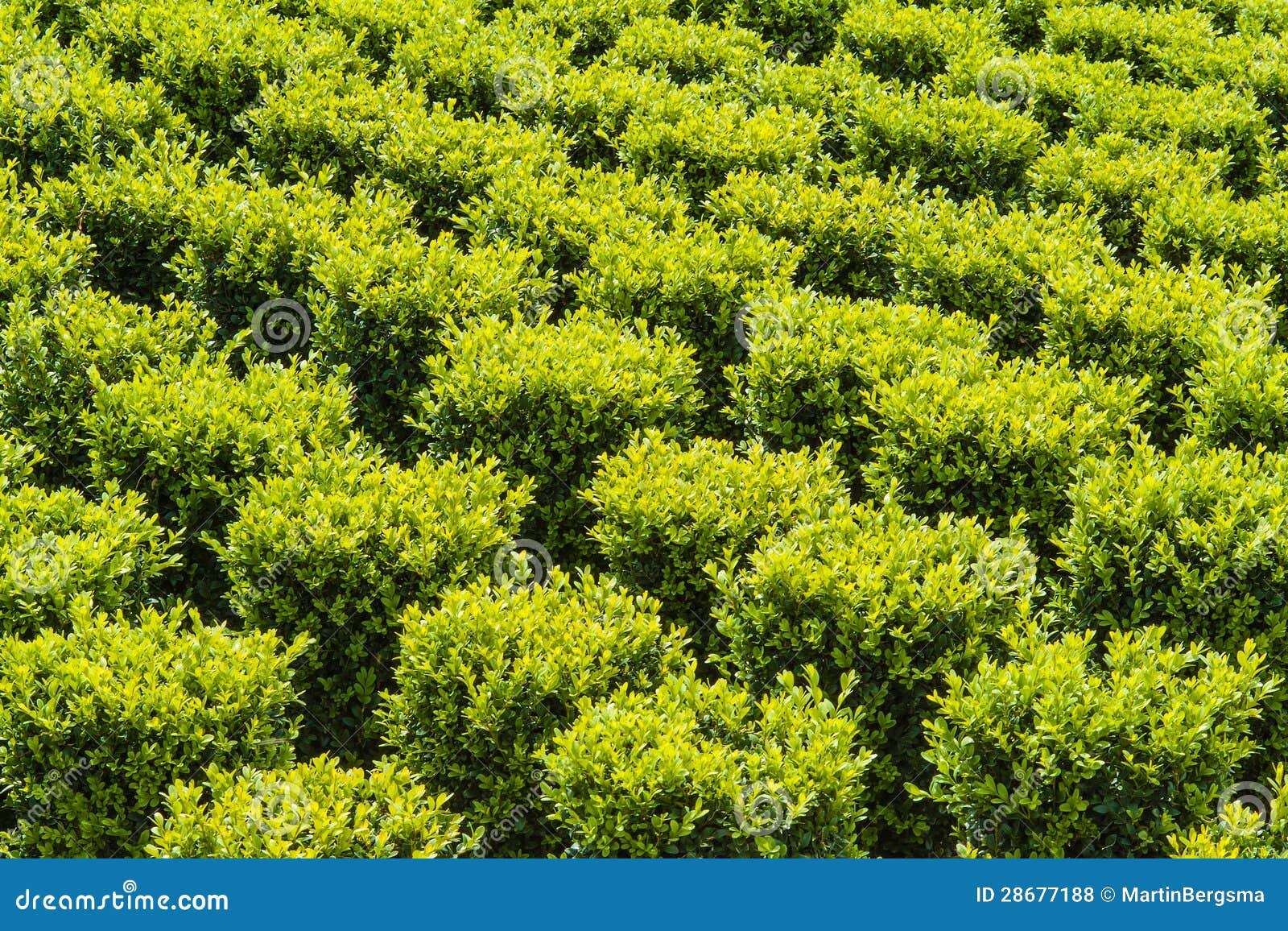 industrial growth of sculpted green buxus