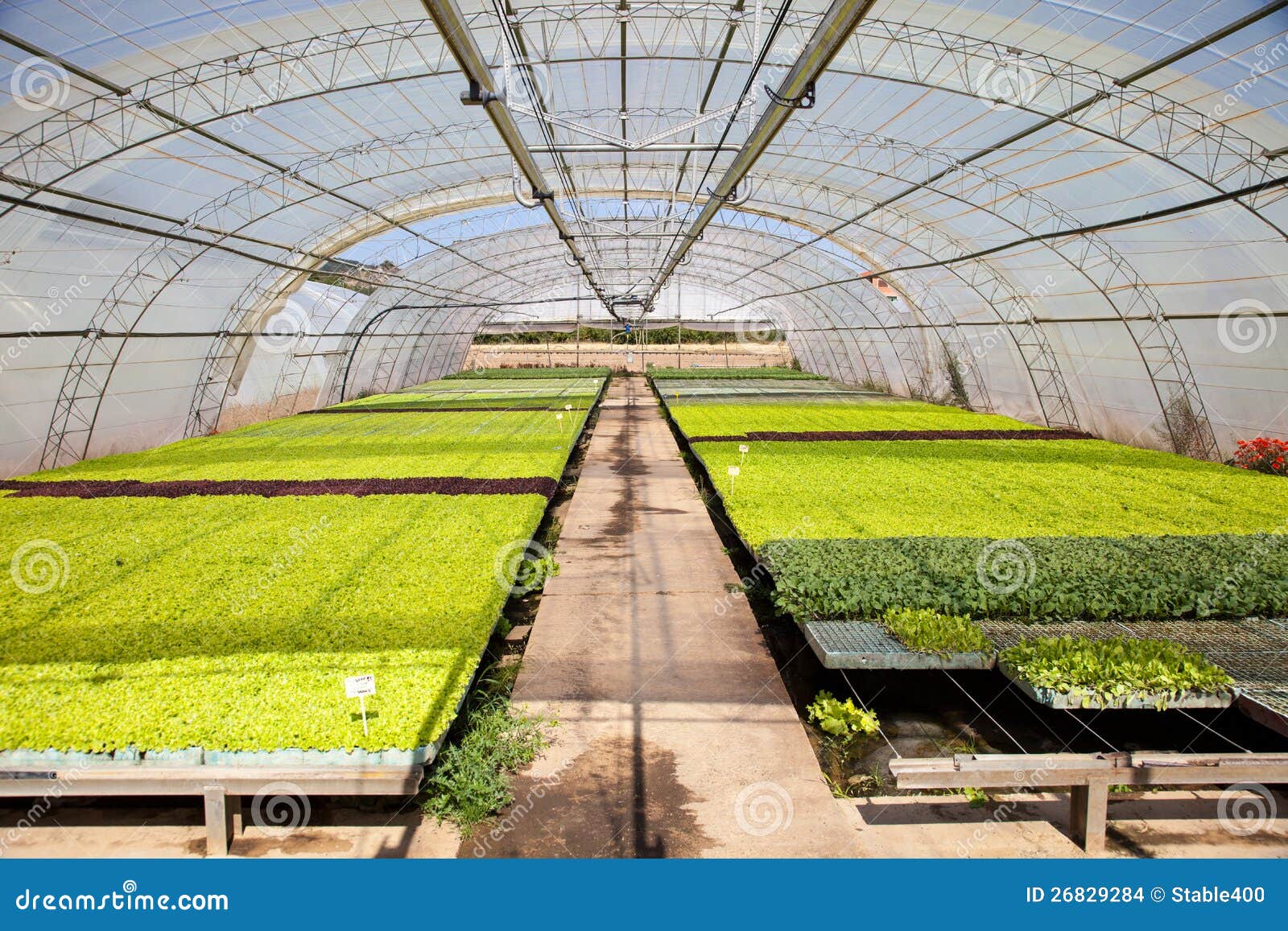 Industrial Plants Cultivation Stock Photo Image of nursery, crop