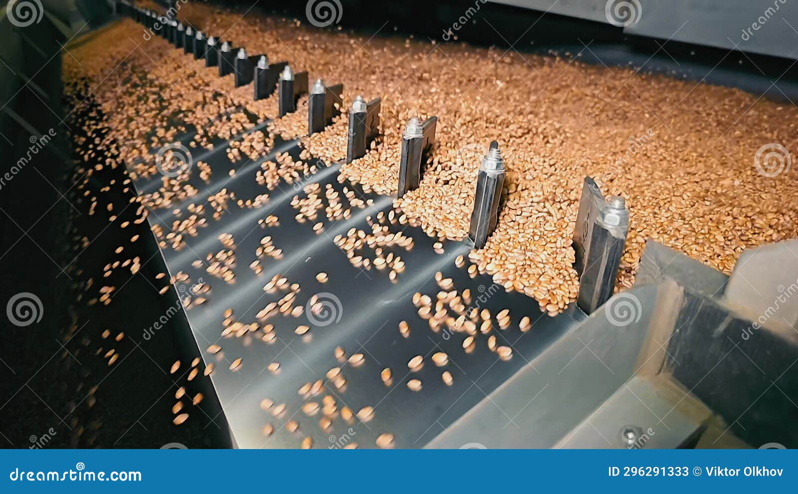 Industrial Processing of Wheat Using a Metal Conveyor. Cleaning for