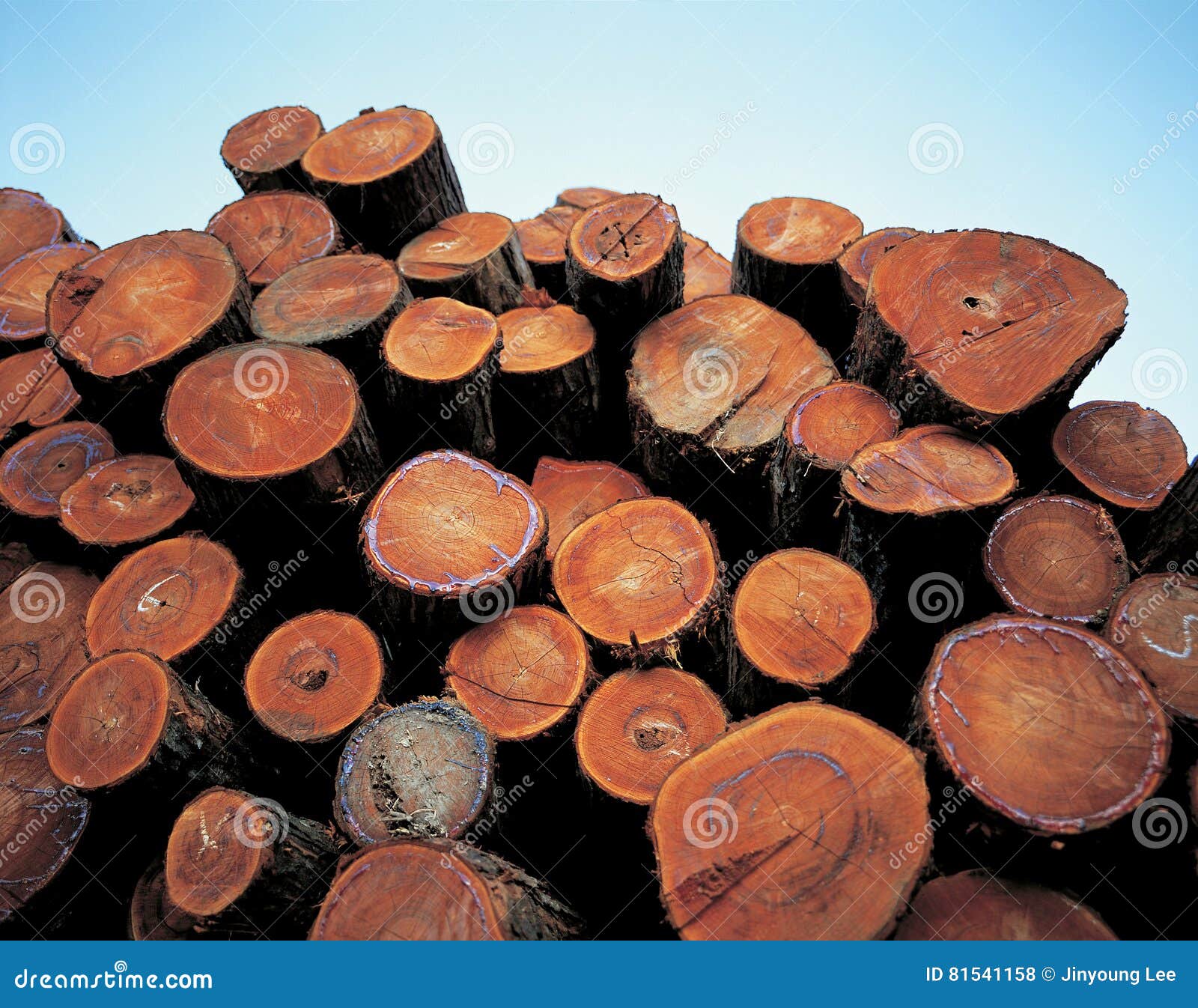 Industry stock photo. Image of lumber, industry, timber 81541158