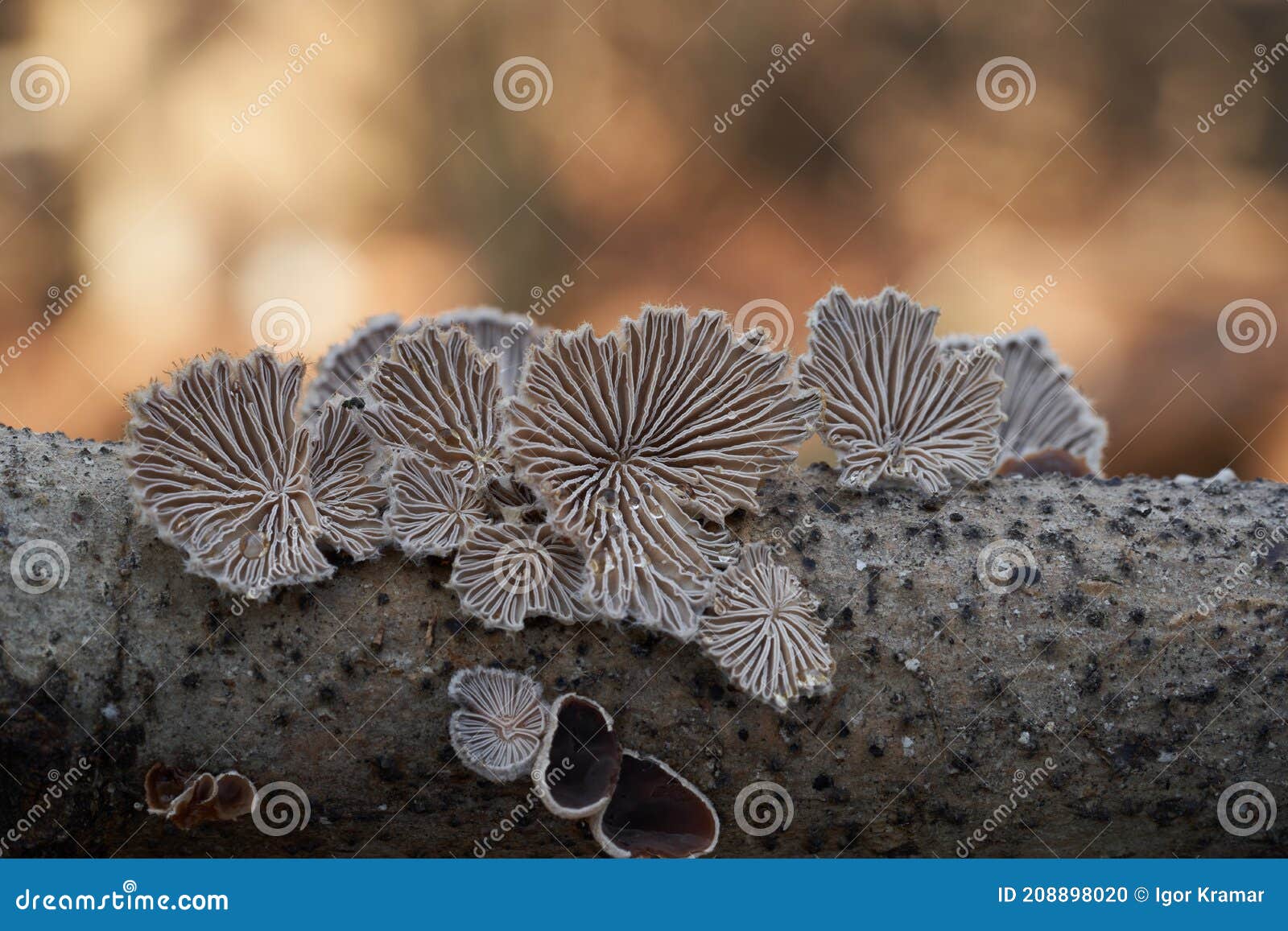 inedible mushroom schizophyllum commune in the floodplain forest.