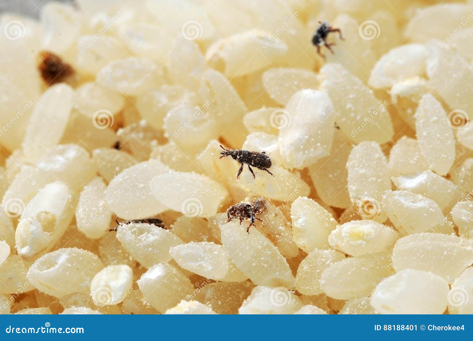 The Infected Beetles Rice Weevil. Weevil Insects Eat Rice Grain Stock