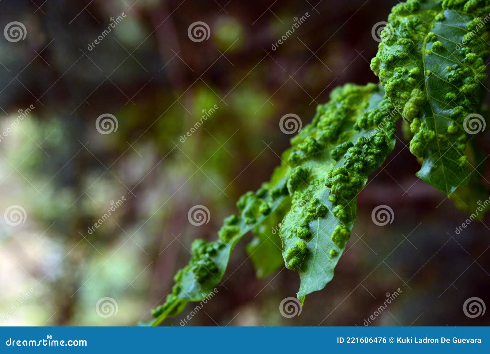 leaves of plants infected by a fungus