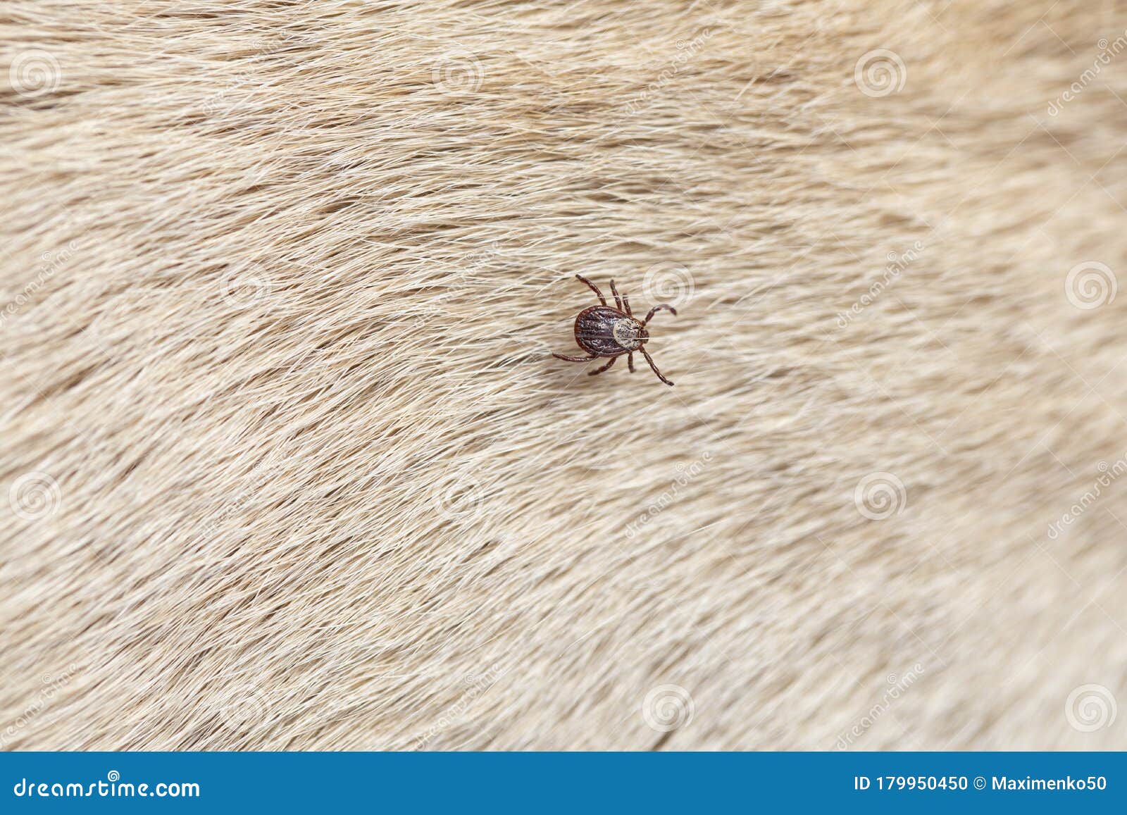 Infected Female Tick On Dog Fur Copy Spaces Stock Photo Image Of