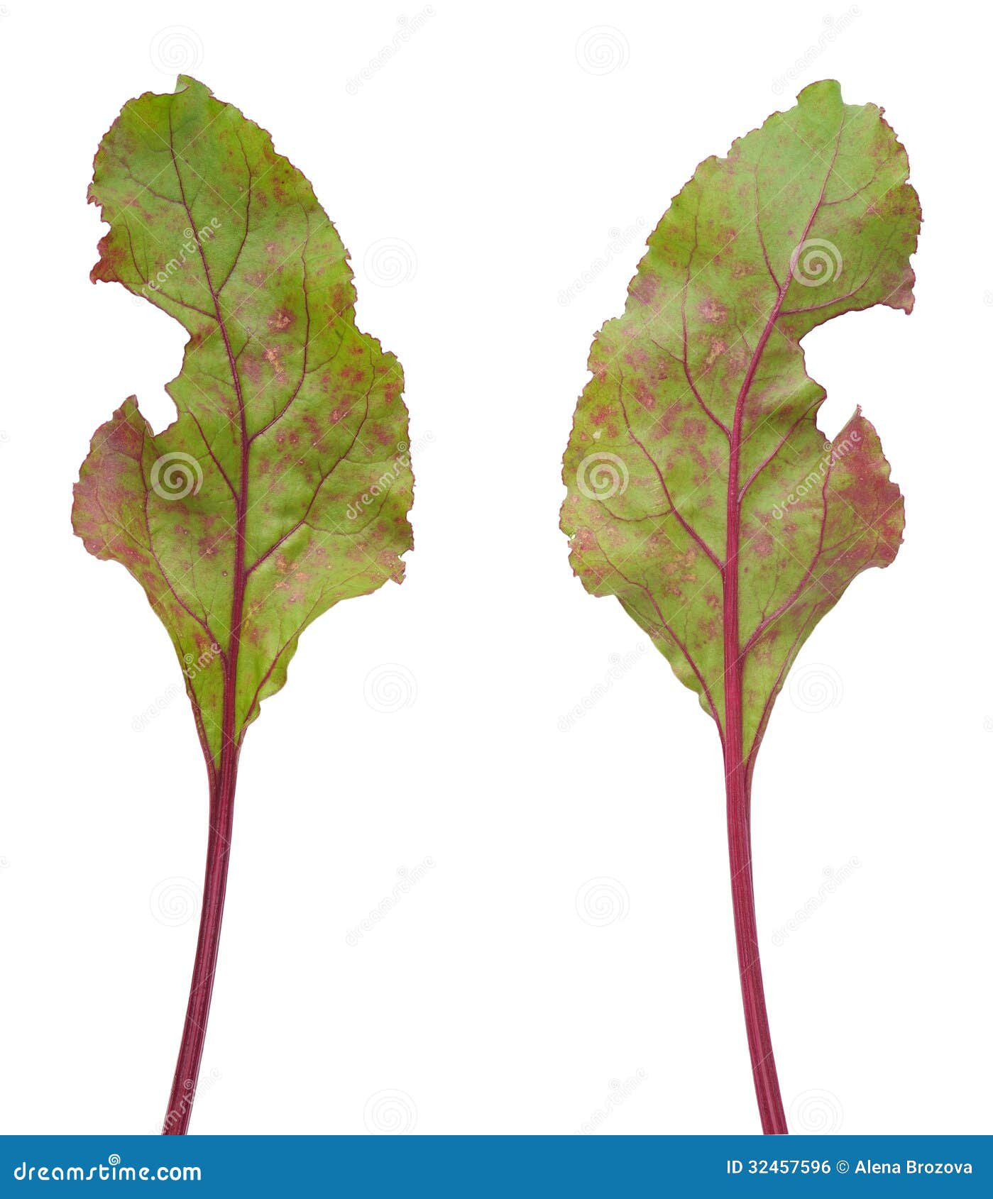 Infection of Beetroot Leaf by Cercospora Beticola Stock Photo Image