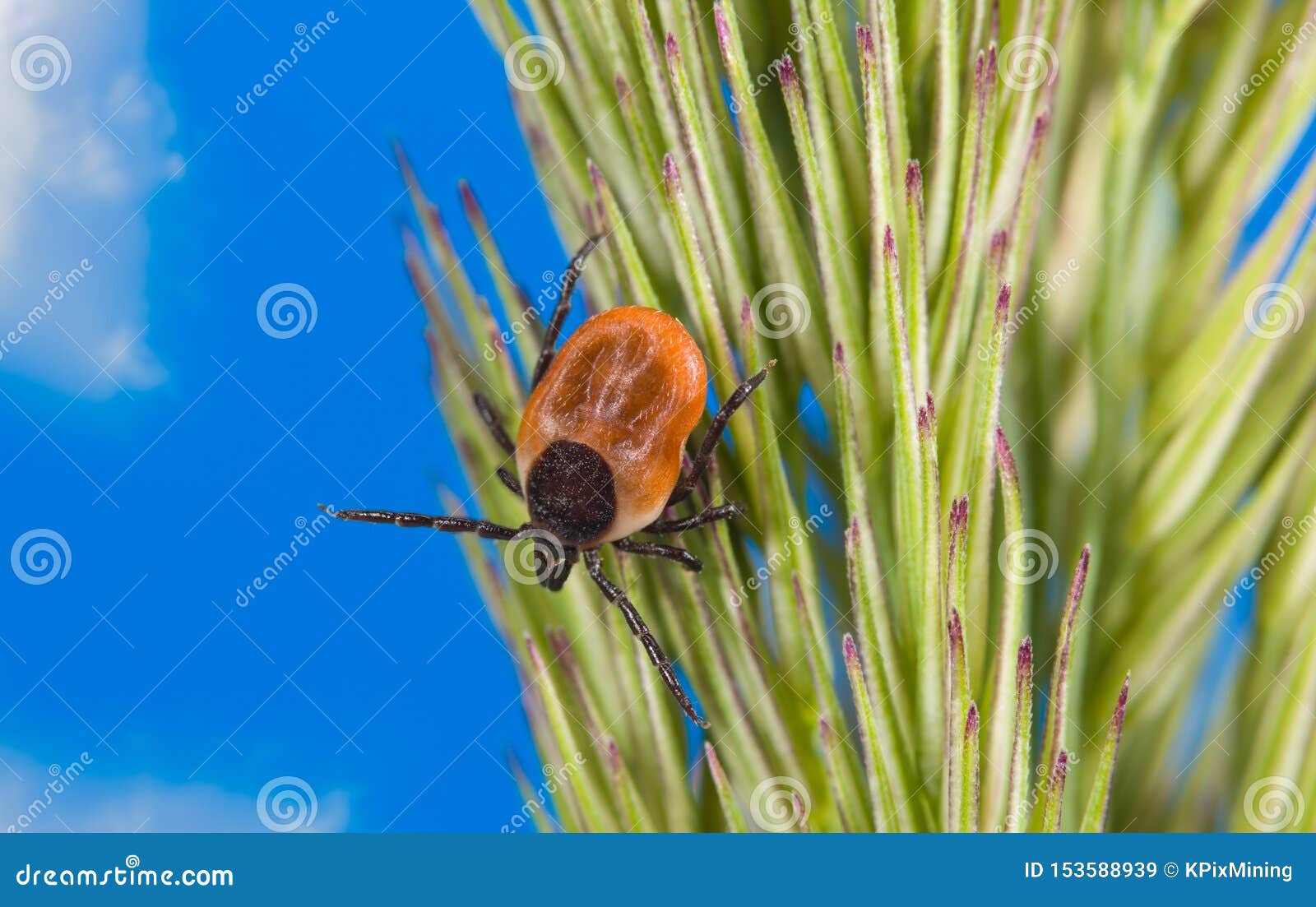 infectious female deer tick lurking on grass ear. ixodes ricinus, spica. mite detail. acari