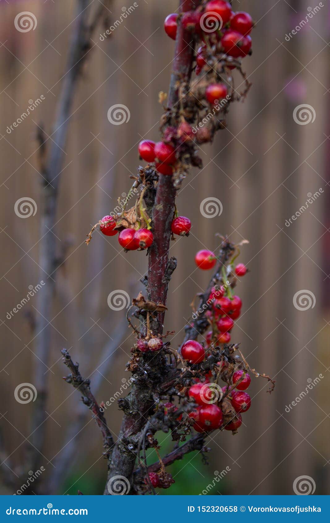 Infecté avec la maladie de la branche de groseille avec des baies froissées complètement. Infecté avec la branche de groseille de la maladie avec les baies mortes ratatinées dans le jardin un jour nuageux d'été