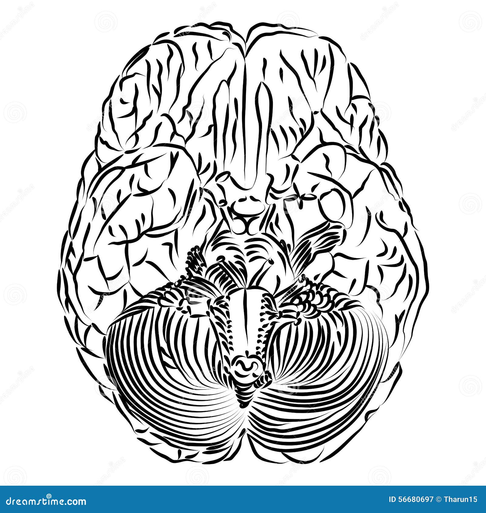 Inferior View Of The Brain Stock Illustration Illustration