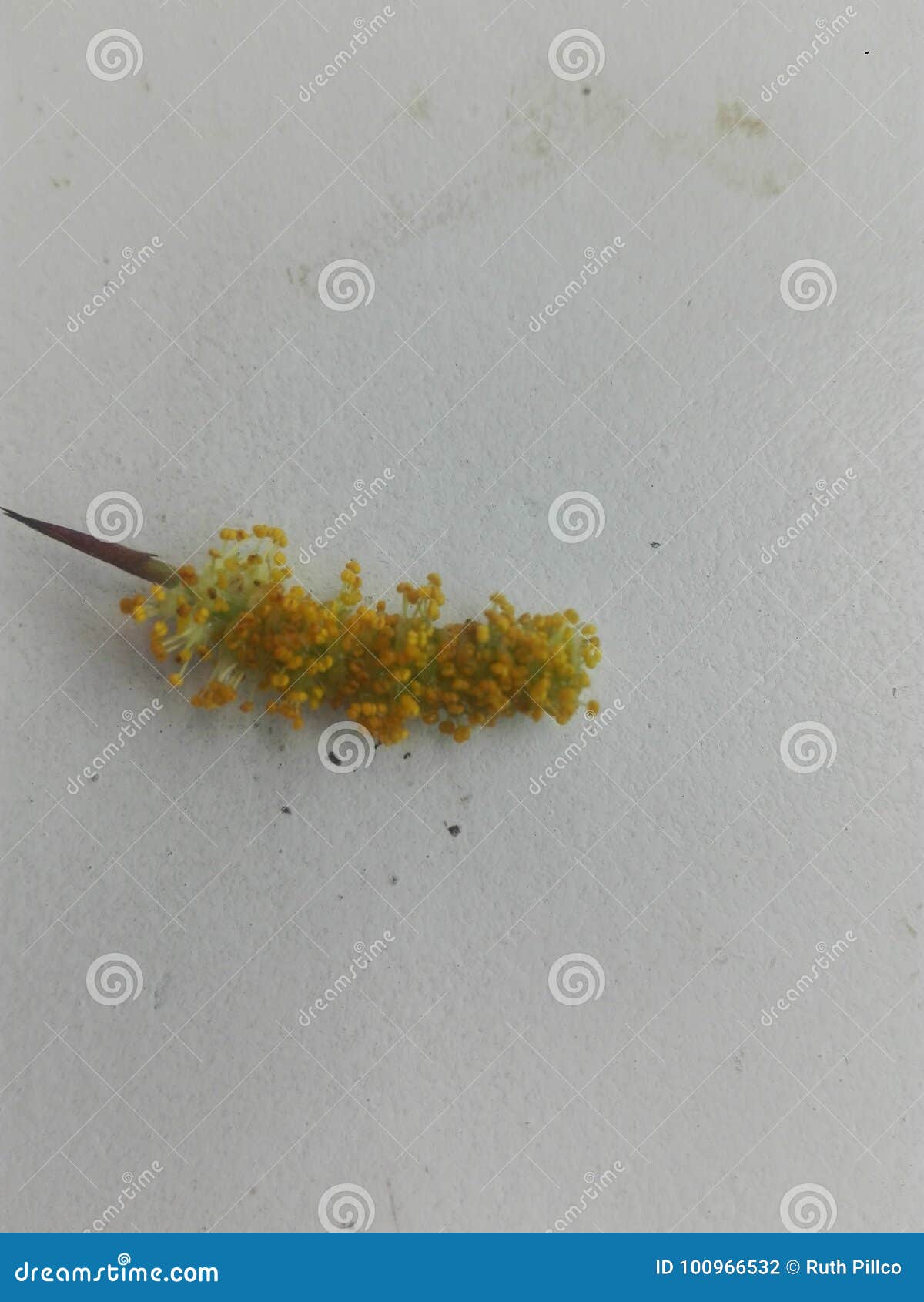 inflorescence amento in laboratoy is a orbamental plant