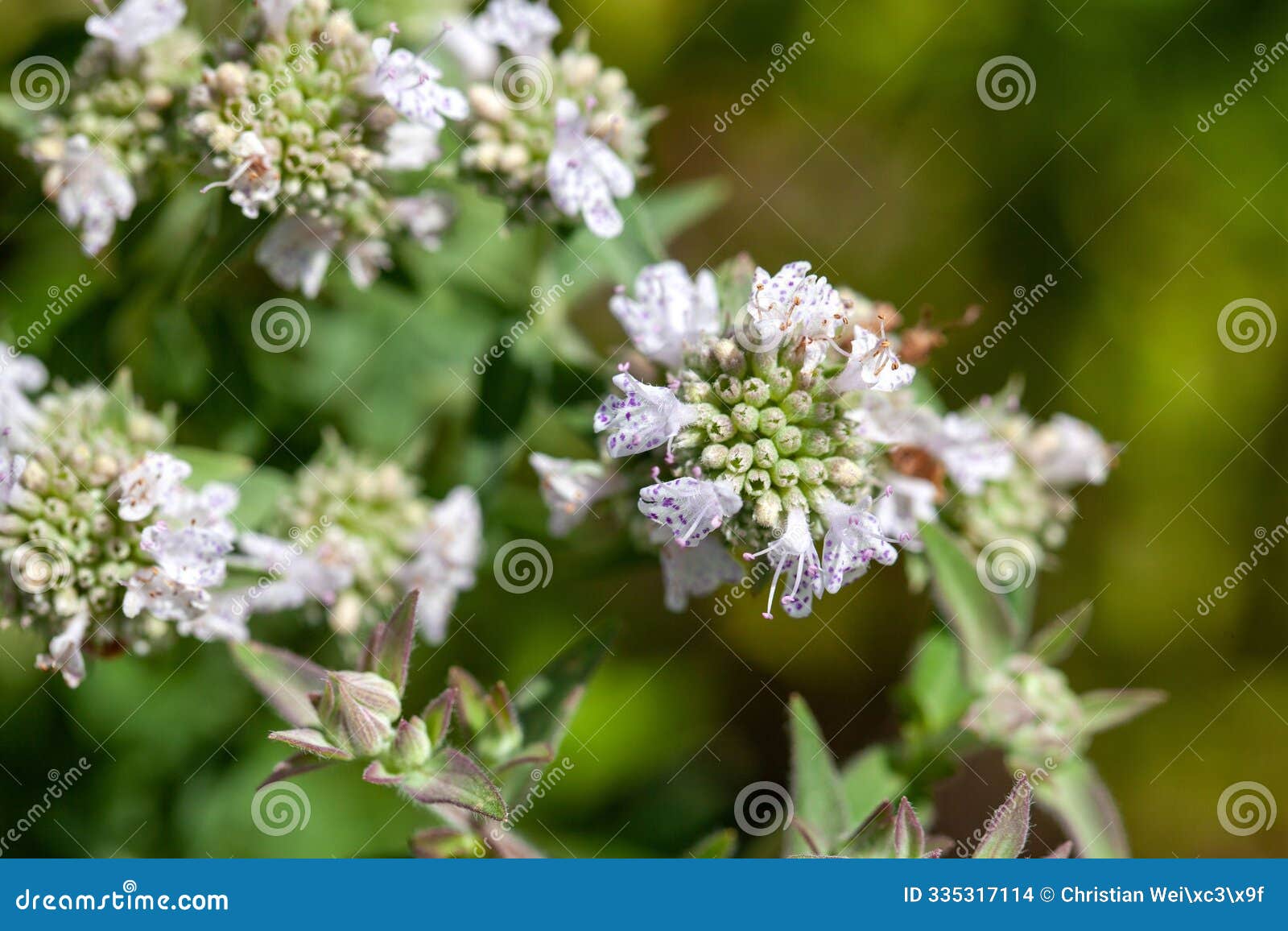 inflorescence of american mountain mint, pycnanthemum pilosum