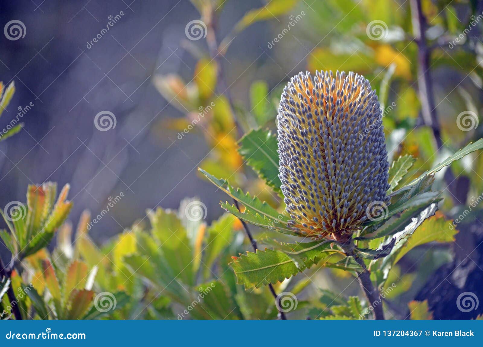 inflorescence of australian native banksia serrata
