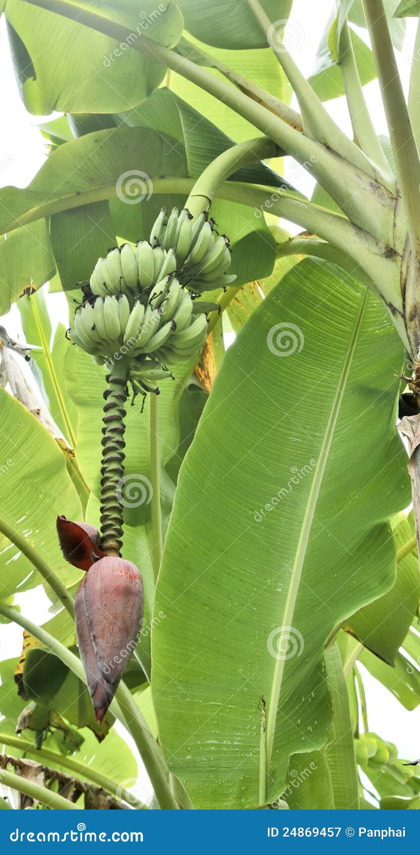 Inflorescence of banana stock image. Image of ingredient 24869457