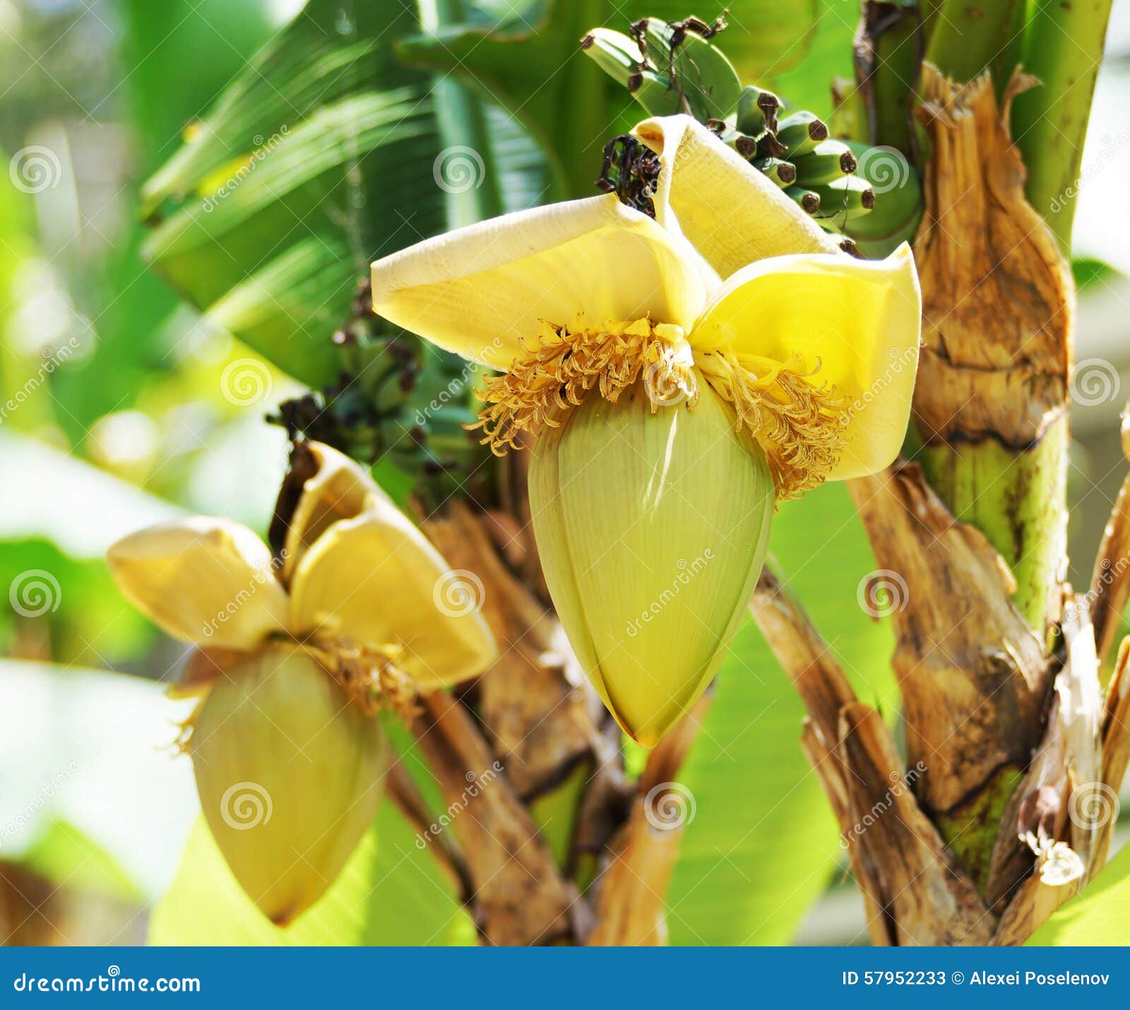 Inflorescence of Banana Palm Stock Image Image of plant, taper 57952233