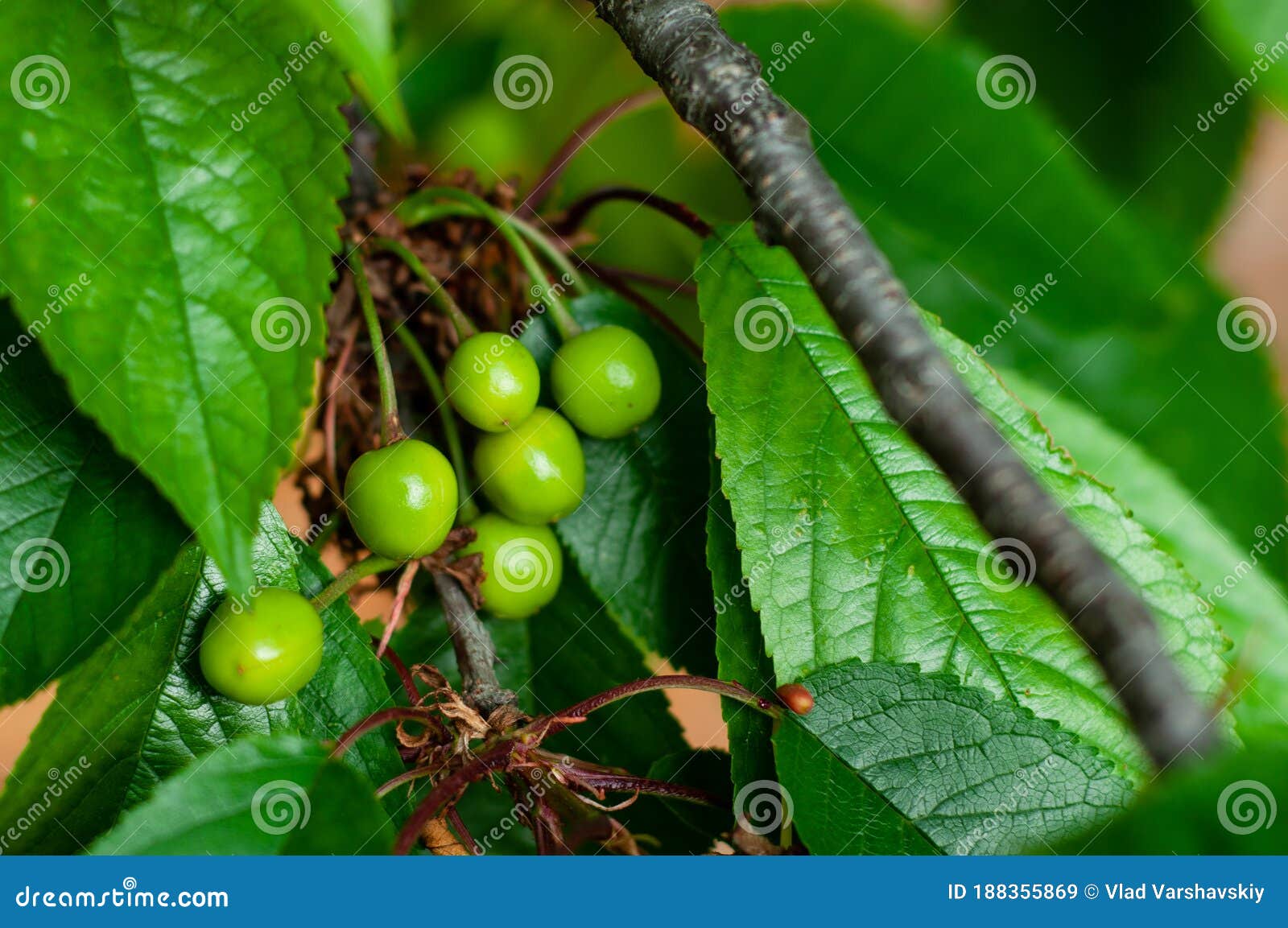 Inflorescence of Green Unripe Cherries on a Tree Branch Stock Image