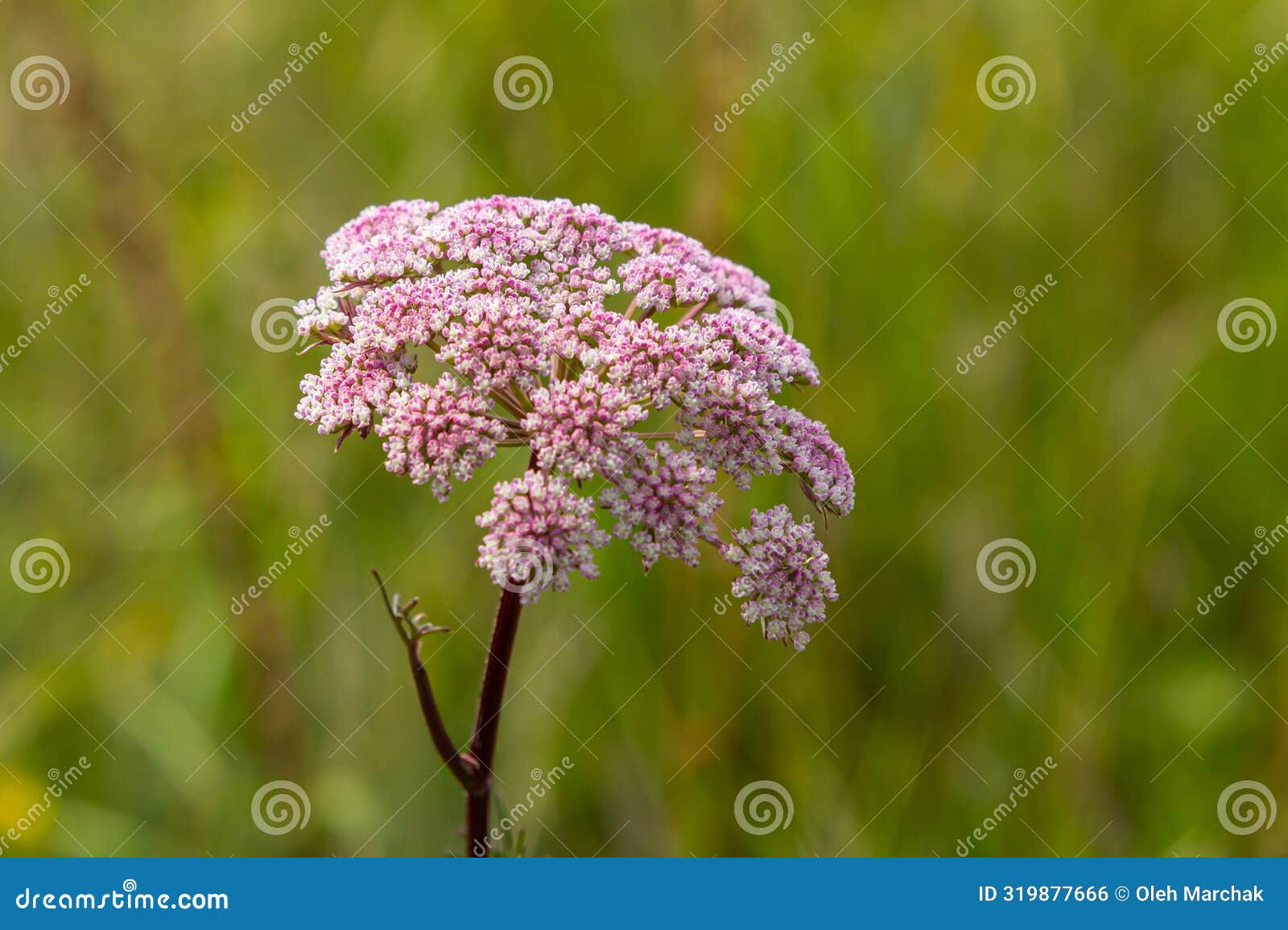 inflorescence of pimpinella saxifraga or burnet-saxifrage solid stem burnet saxifrage lesser burnet