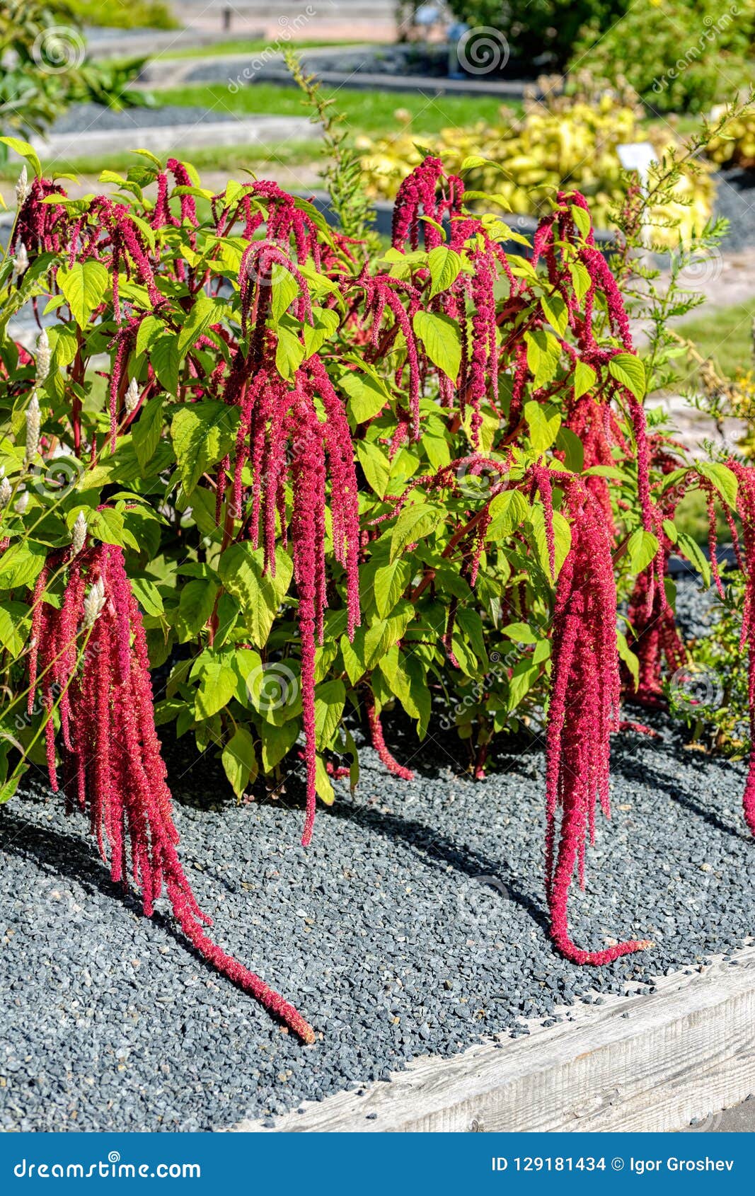 Inflorescence of Red Amaranth Caudatus on Shrubs Stock Photo - Image of annual, garden: 129181434