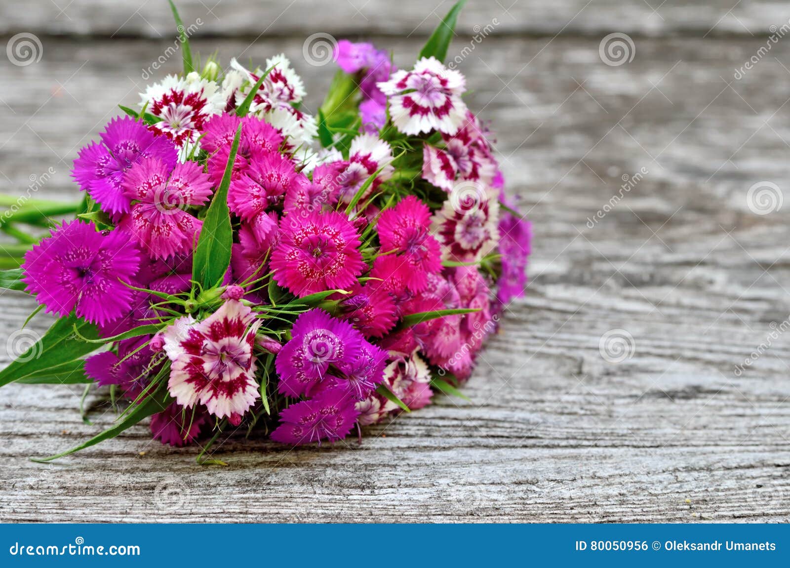 Inflorescence of Small Carnations Growing in the Garden Stock Photo