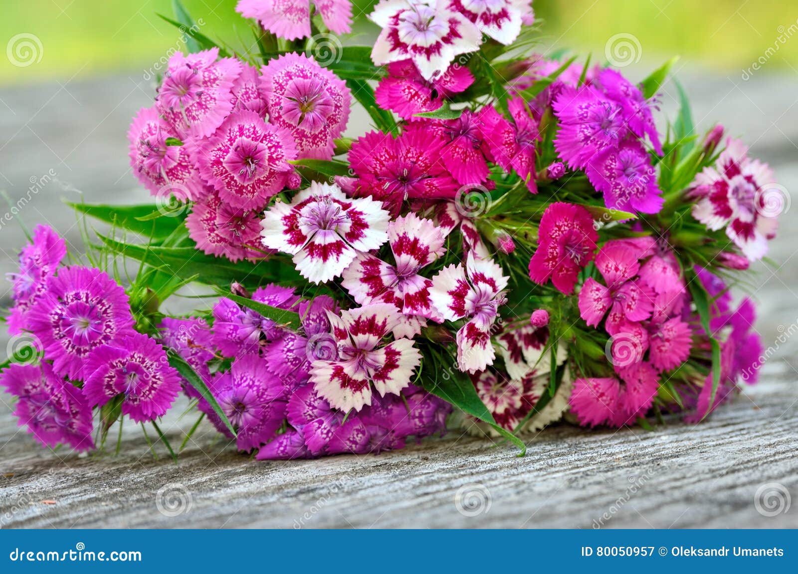 Inflorescence of Small Carnations Growing in the Garden Stock Image