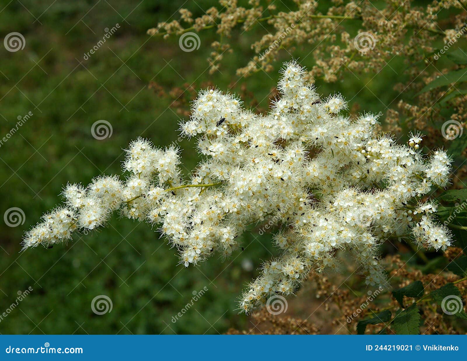 inflorescence of sorbaria sorbifolia