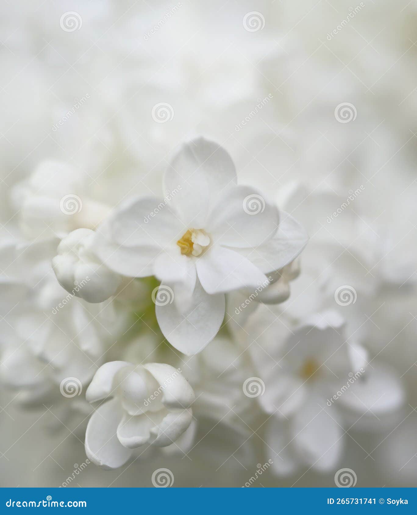 My Image 27